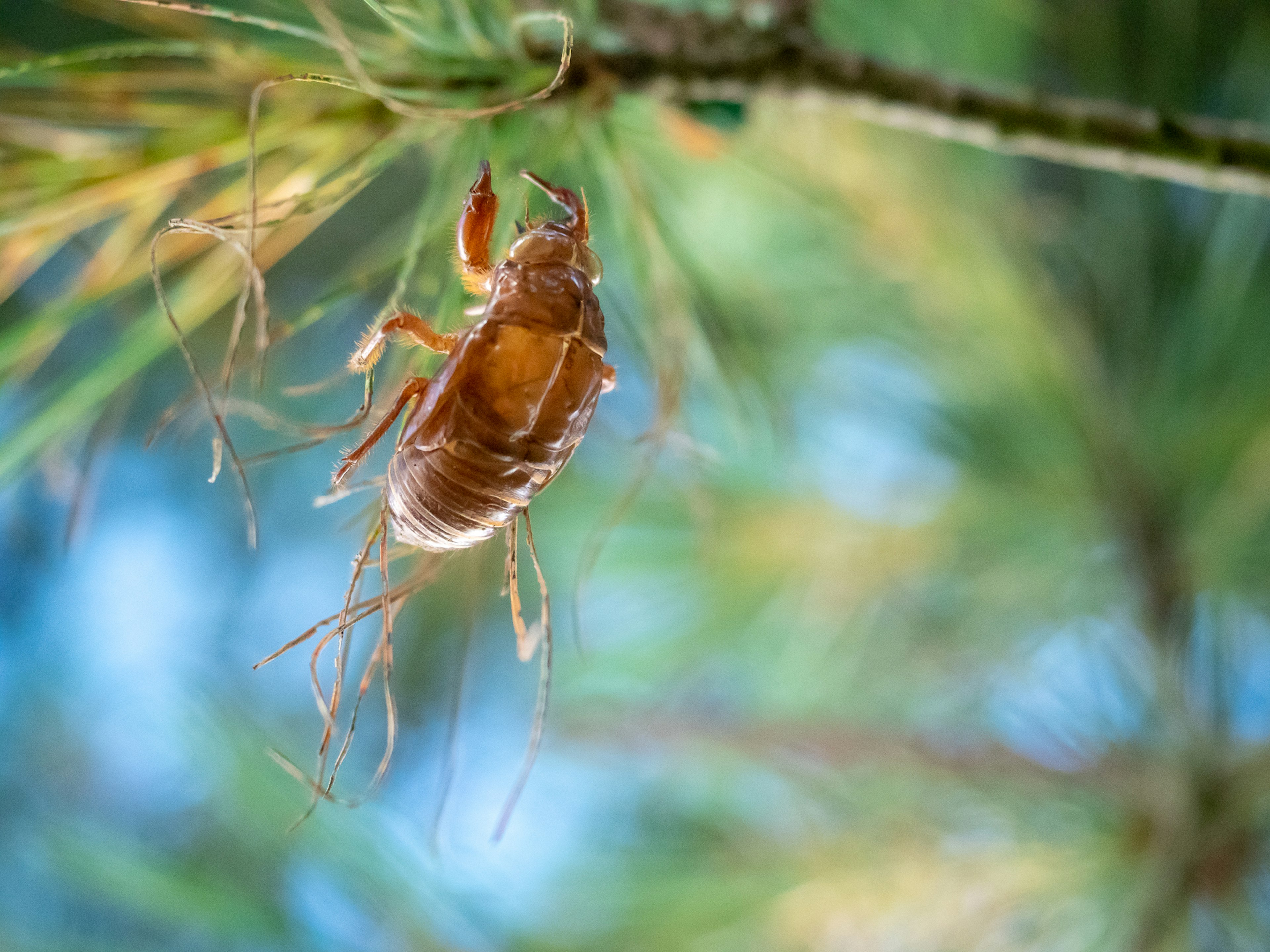 Eseoscheletro di cicala appollaiato su un ramo d'albero