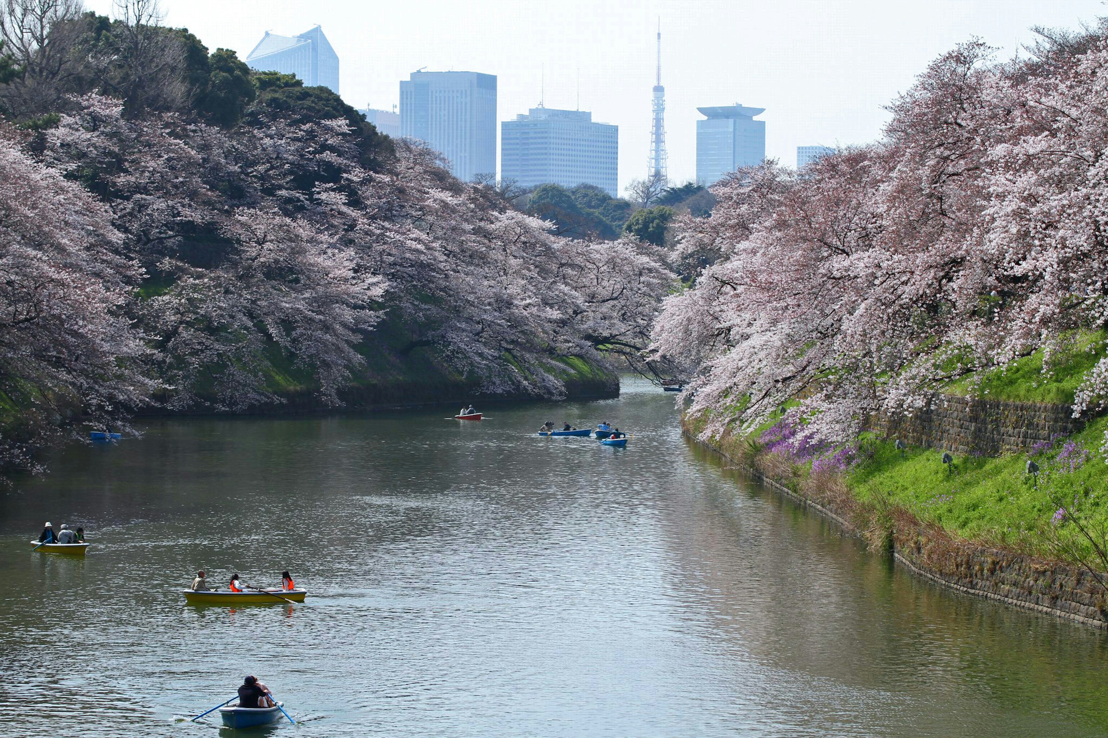 Scenic view of cherry blossom trees along a river with boats and skyline in the background