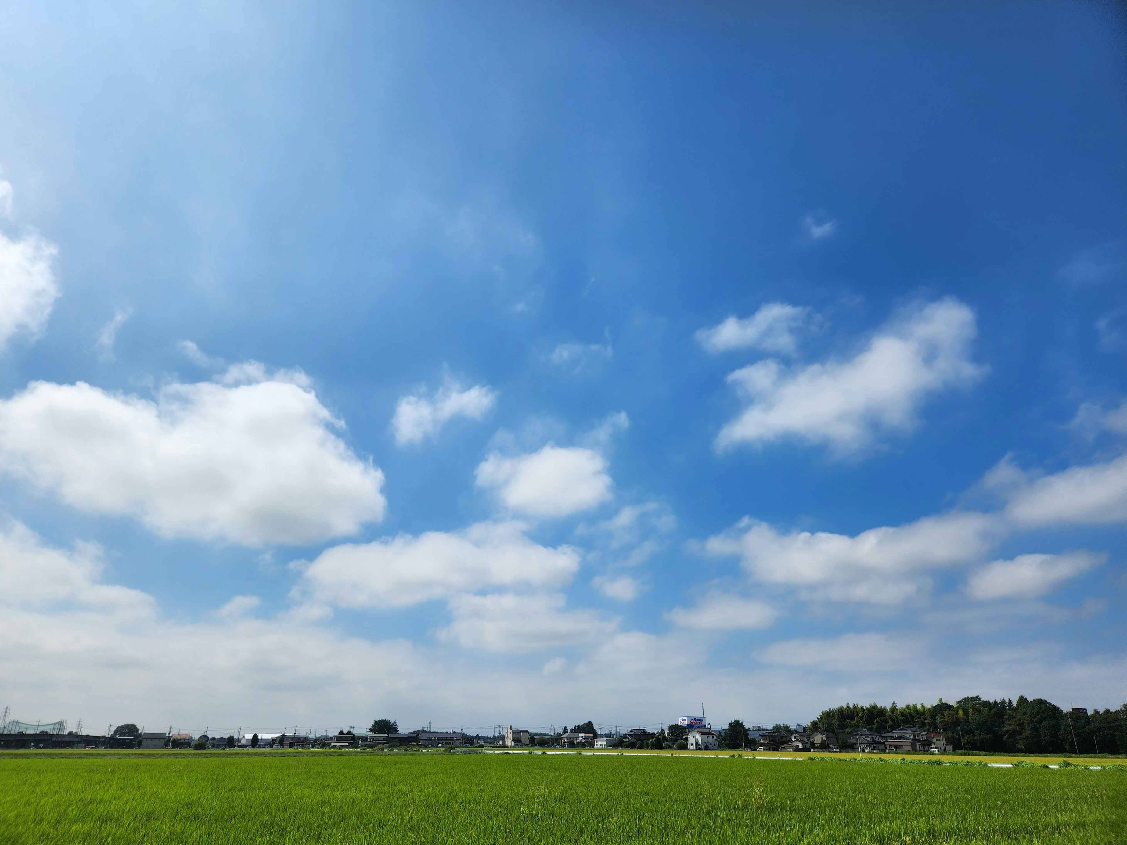 Un paisaje con un cielo azul y nubes blancas sobre un campo de arroz verde