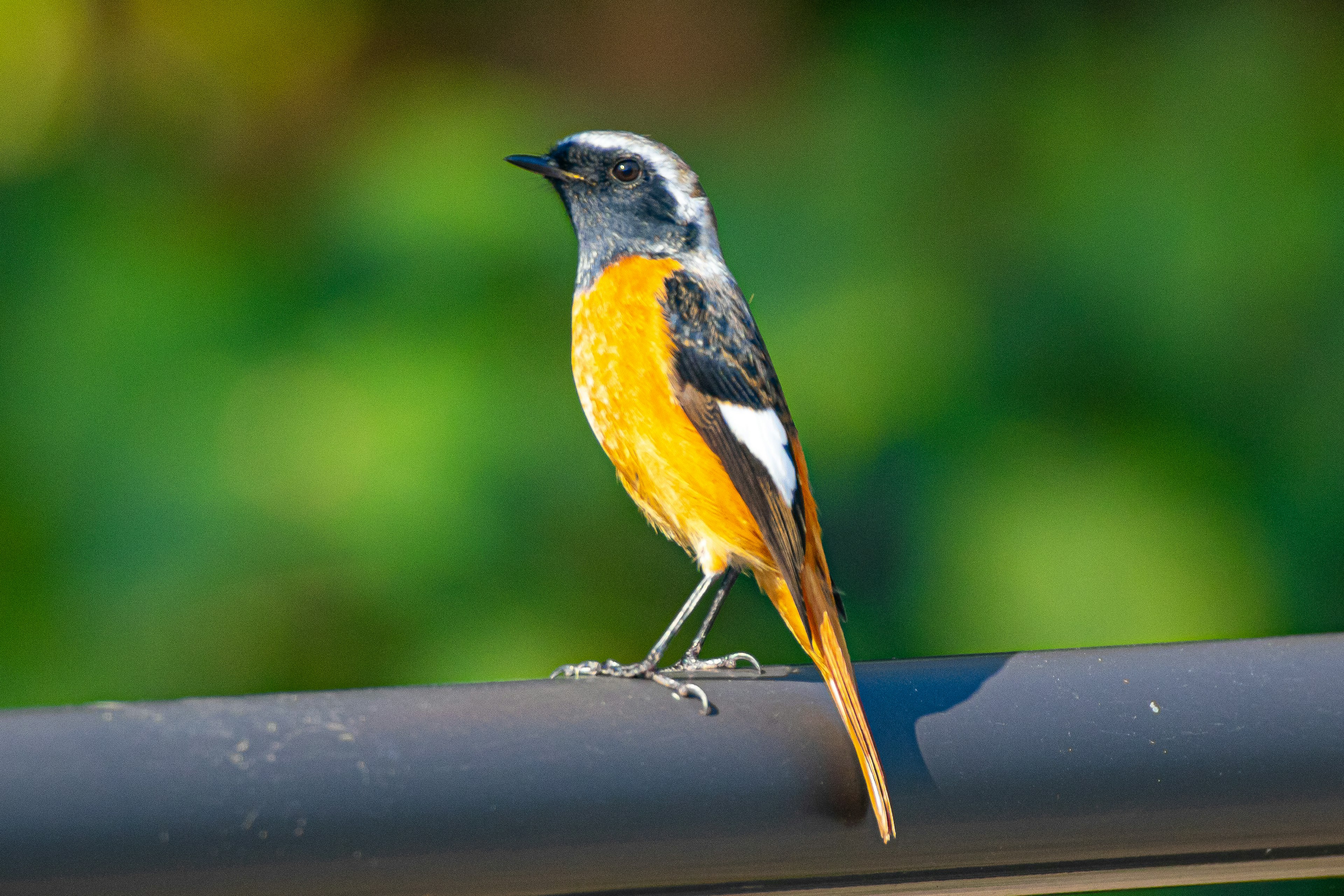 Ein kleiner Vogel mit orangefarbener Brust, der auf einem Zaun sitzt