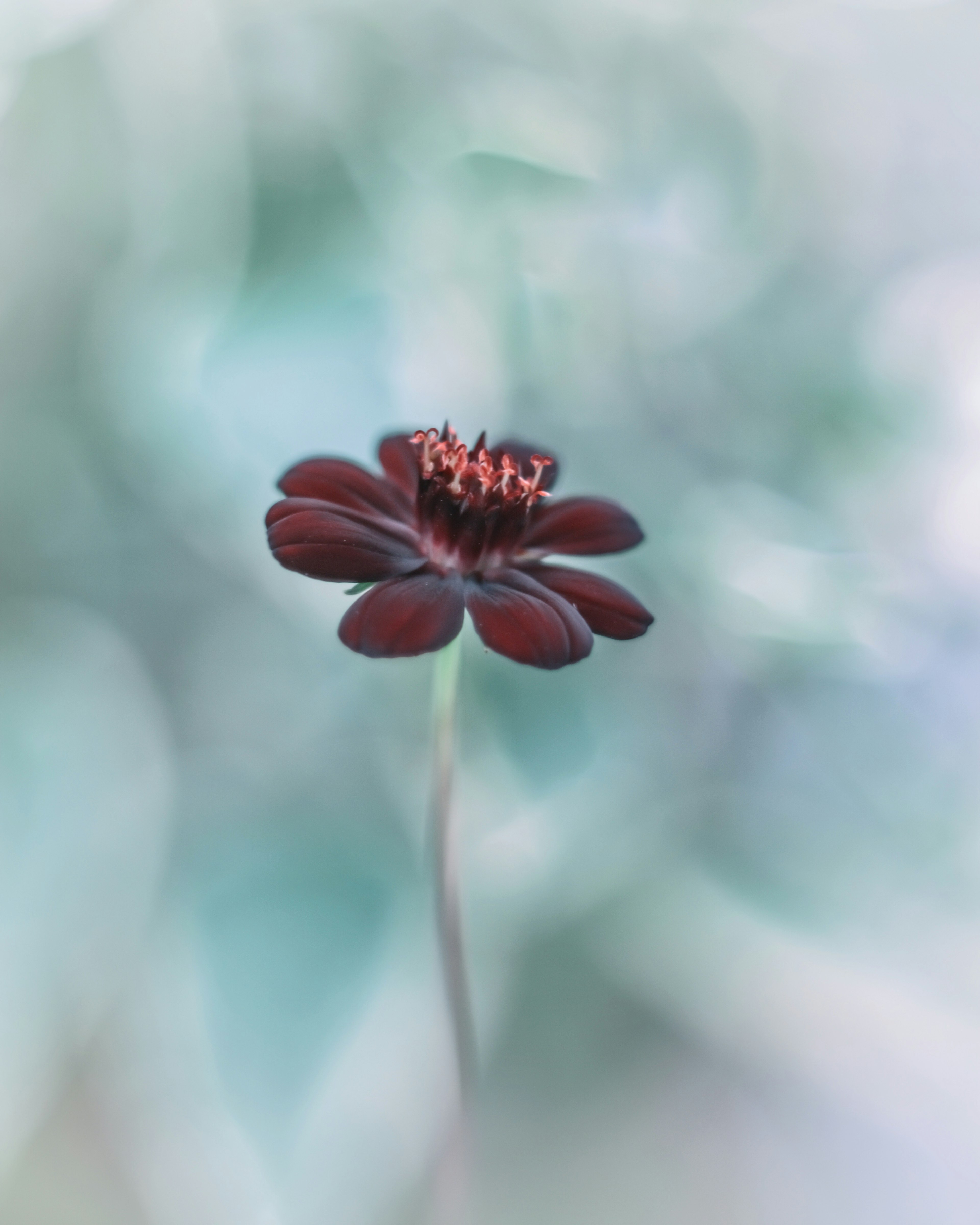 淡い背景の中に立つ濃い赤褐色の花