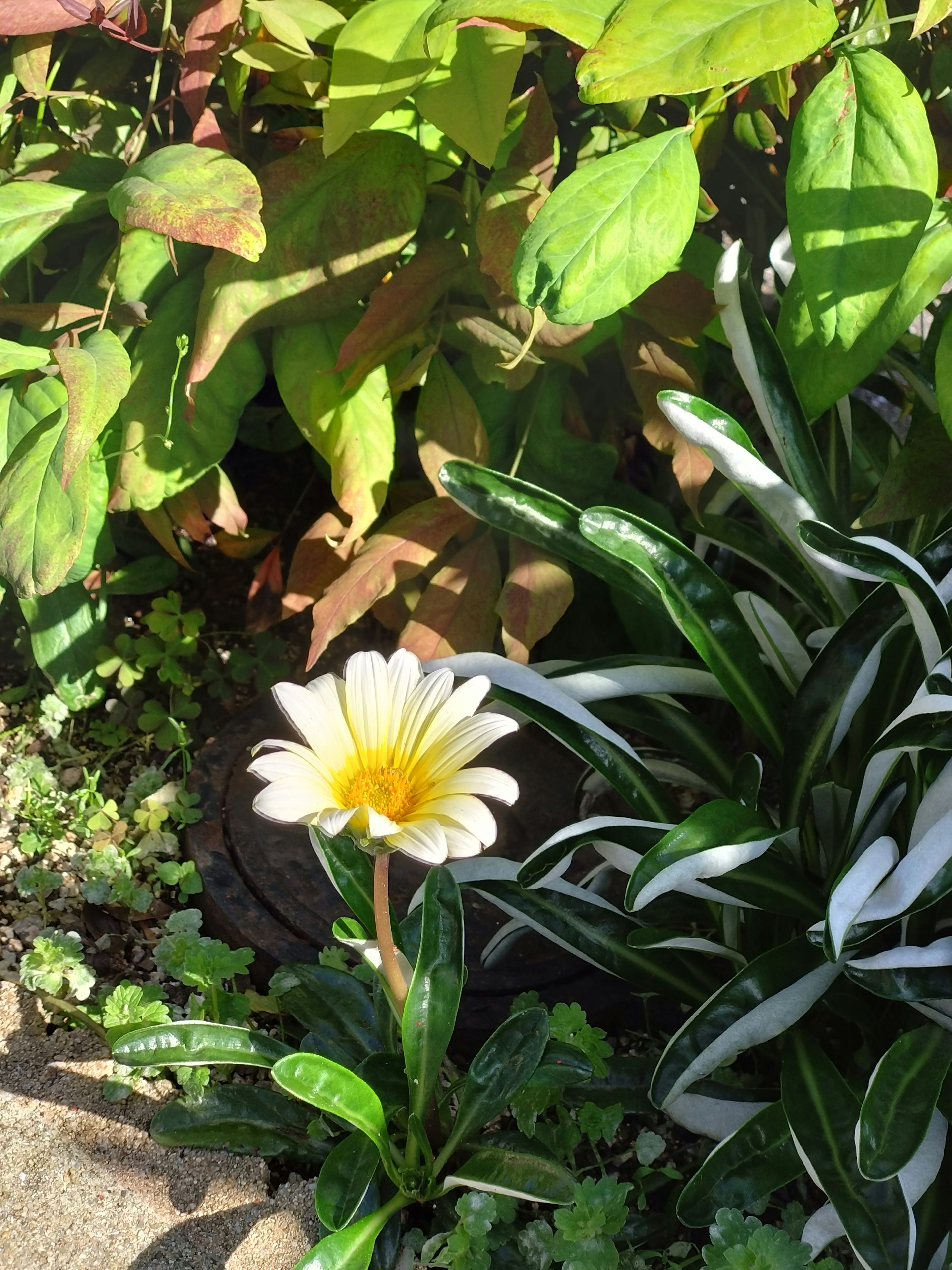 Une fleur blanche entourée de feuilles vertes dans un jardin