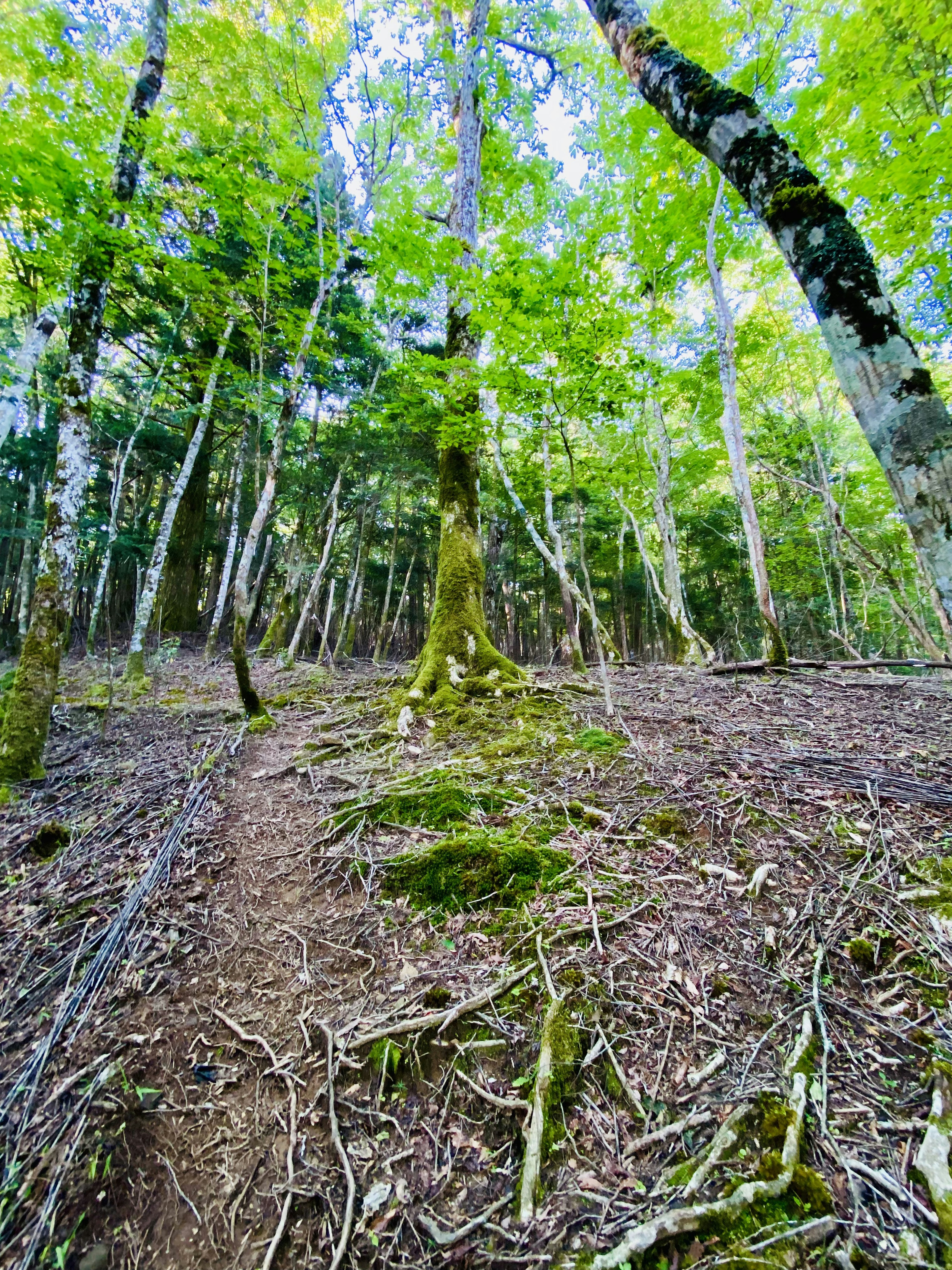 一幅森林的风景，绿叶和裸露的树根