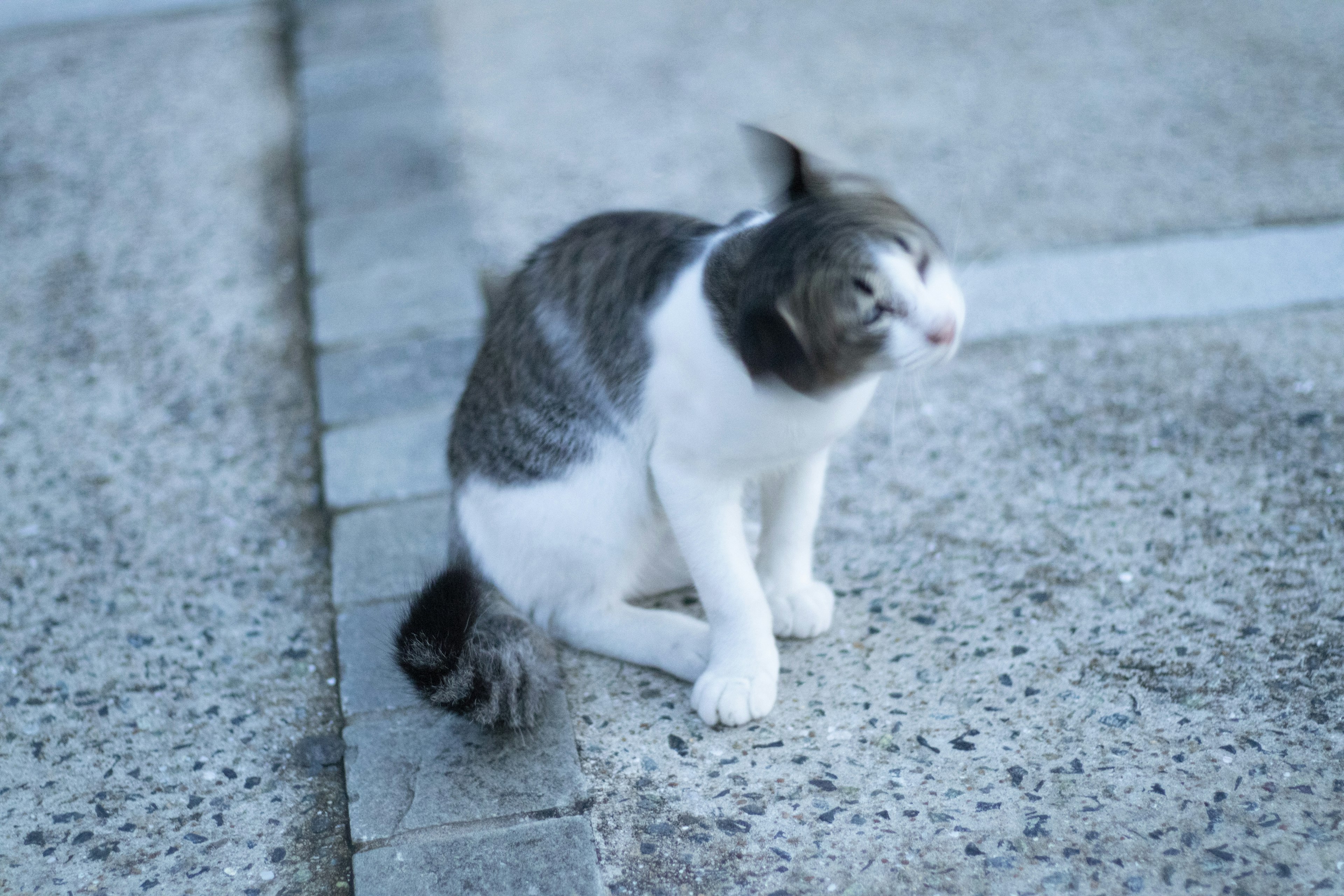 Gatto grigio e bianco seduto per terra