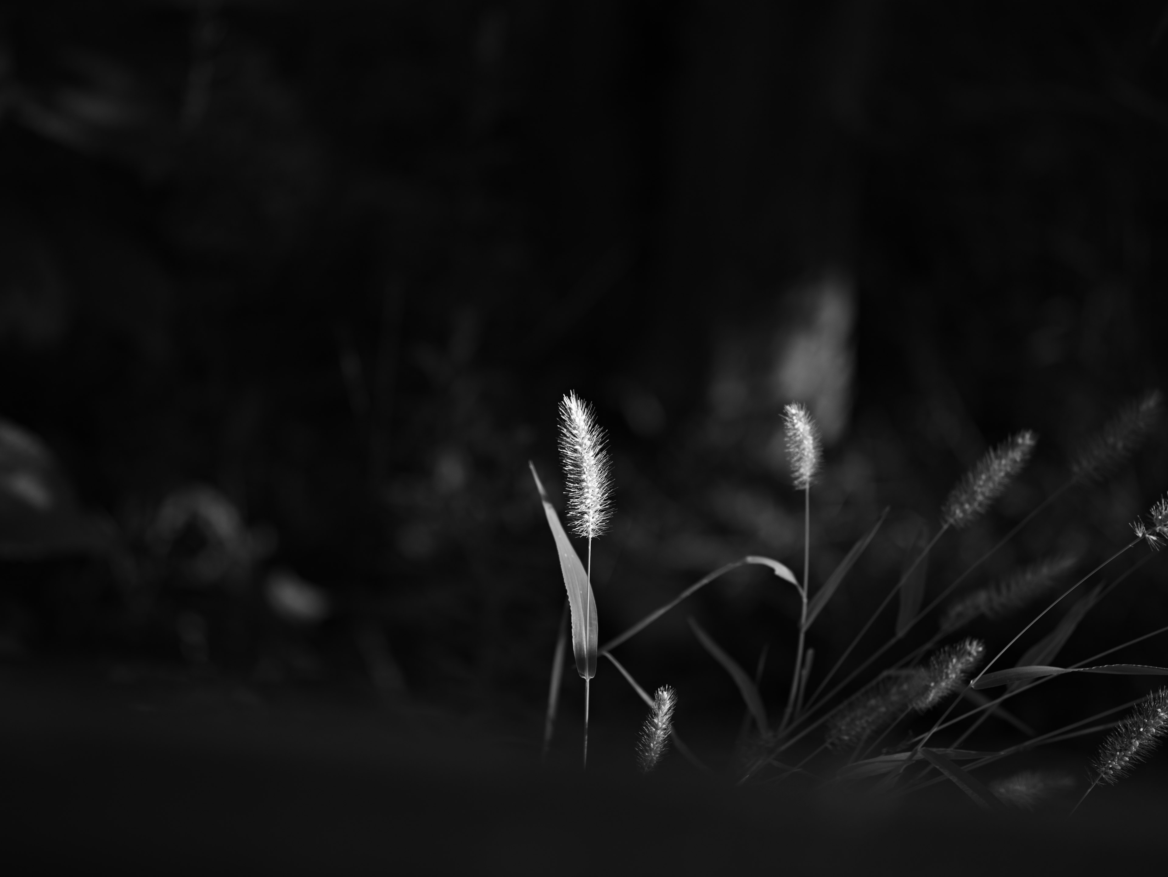 Gambar dengan puncak rumput menonjol di latar belakang hitam dan putih