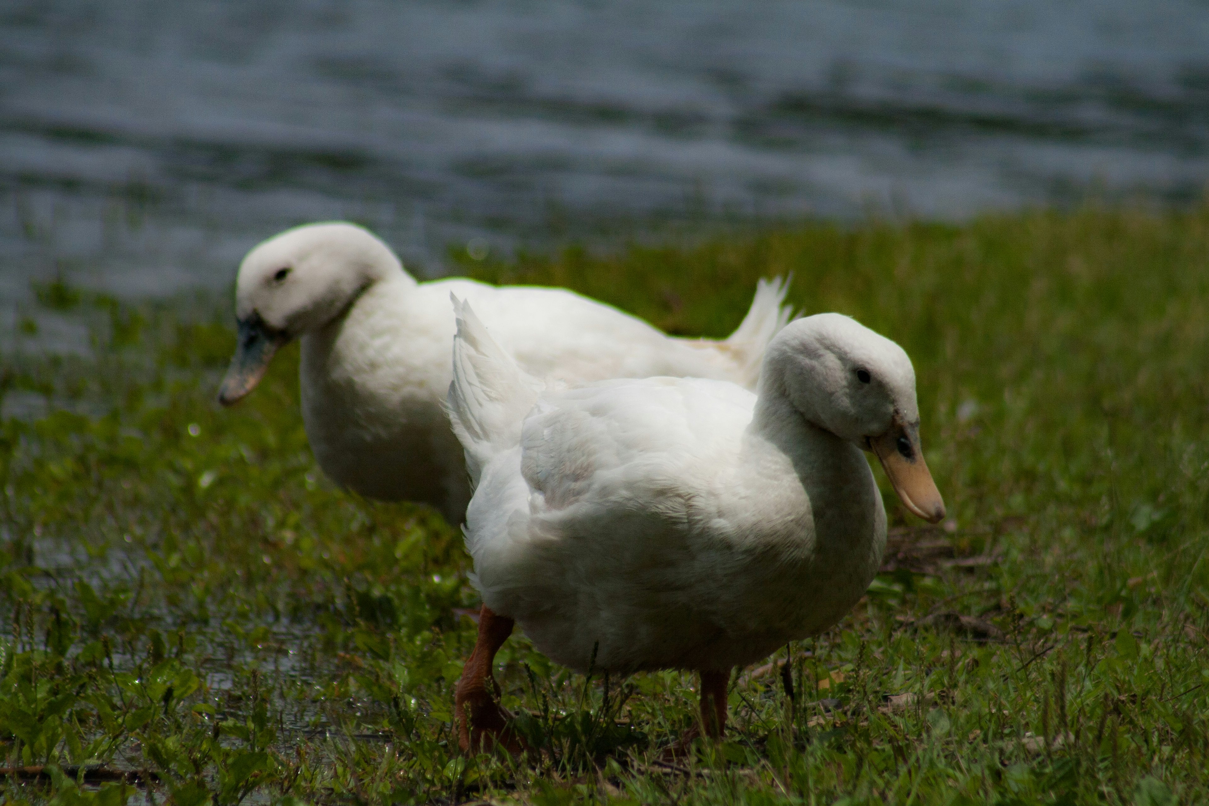 Dos patos blancos caminando sobre la hierba junto al agua