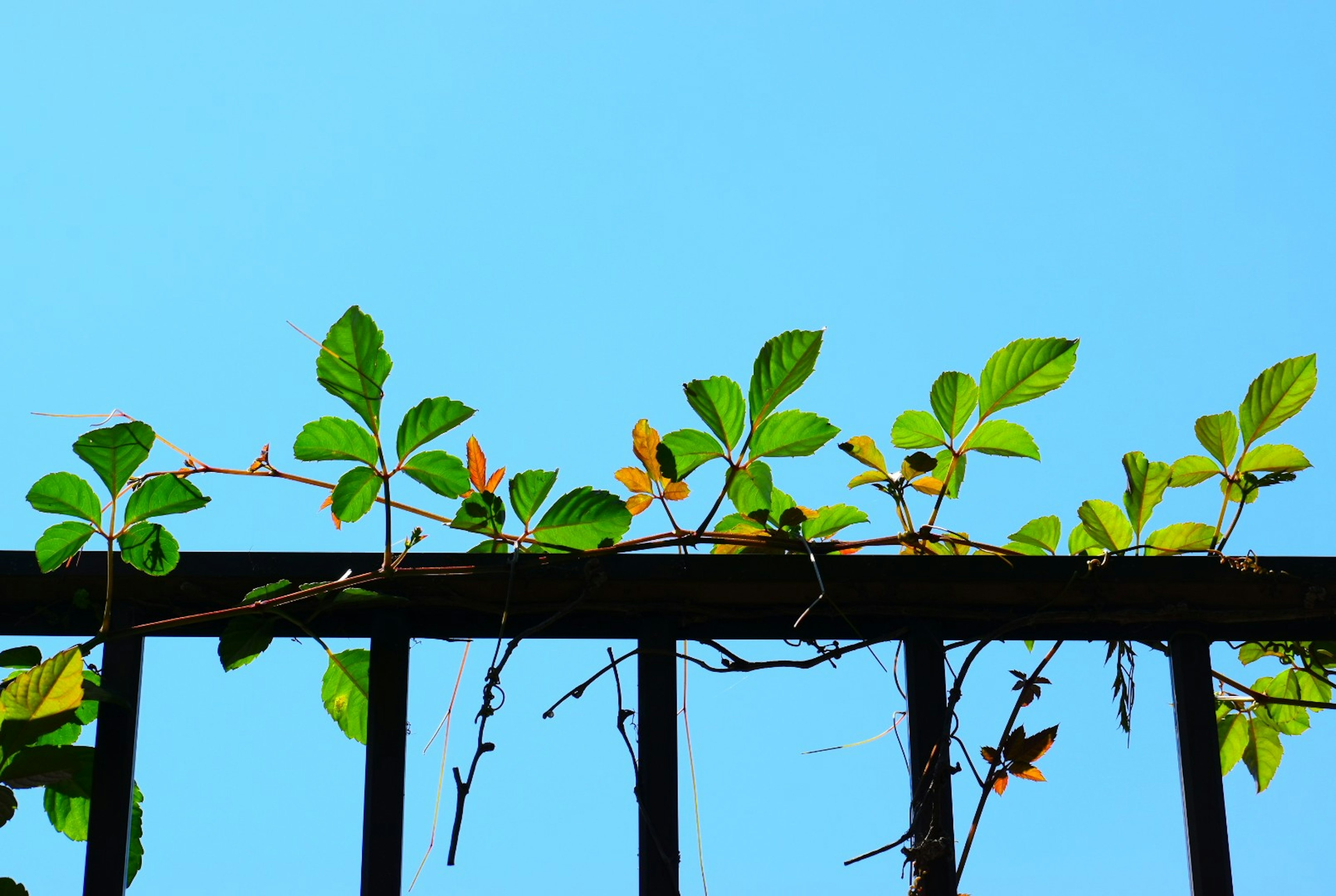 Green leaves climbing a black fence under a blue sky