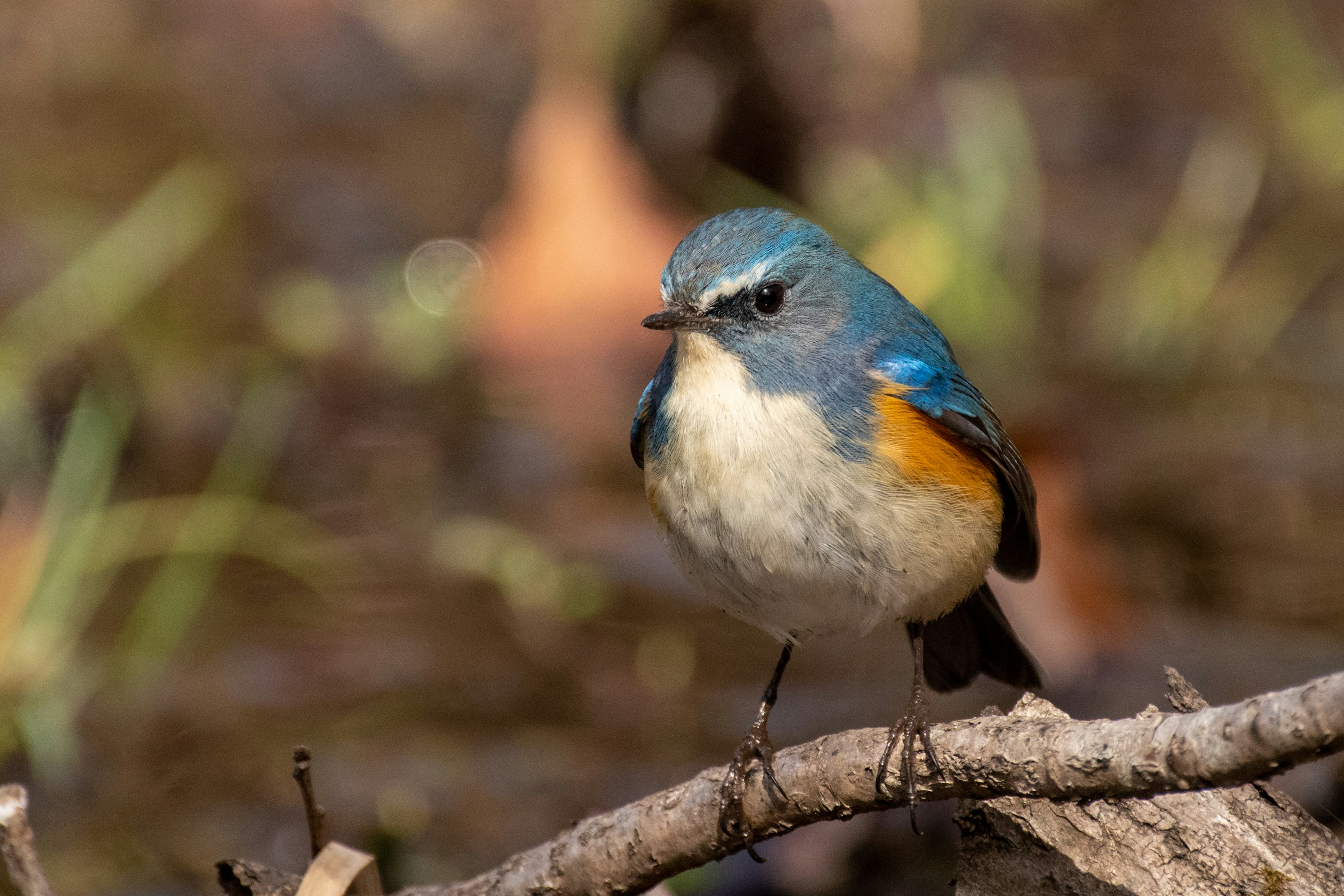 Burung kecil dengan kepala biru berdiri di atas ranting