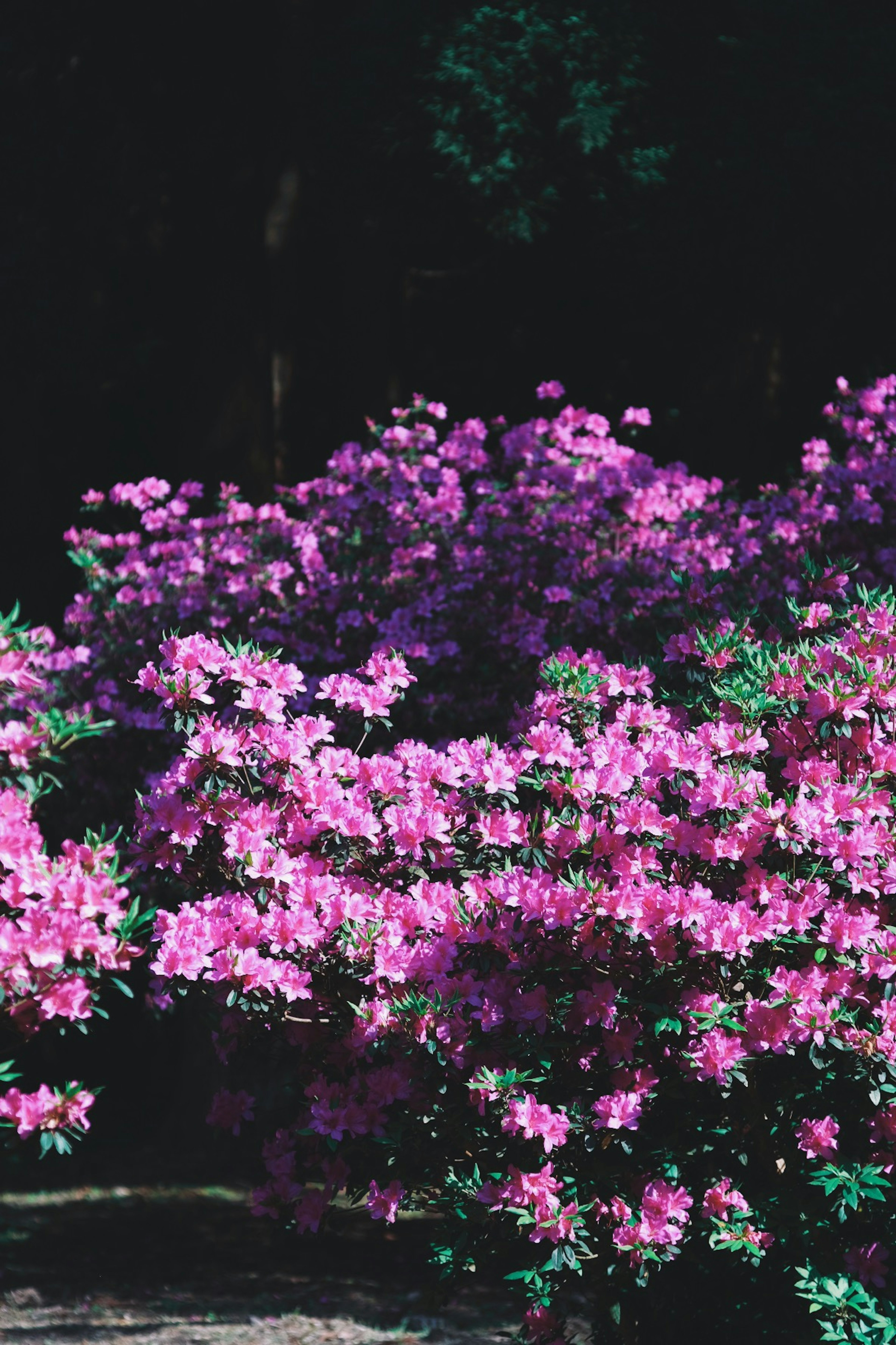 Grupos vibrantes de azaleas rosas en plena floración