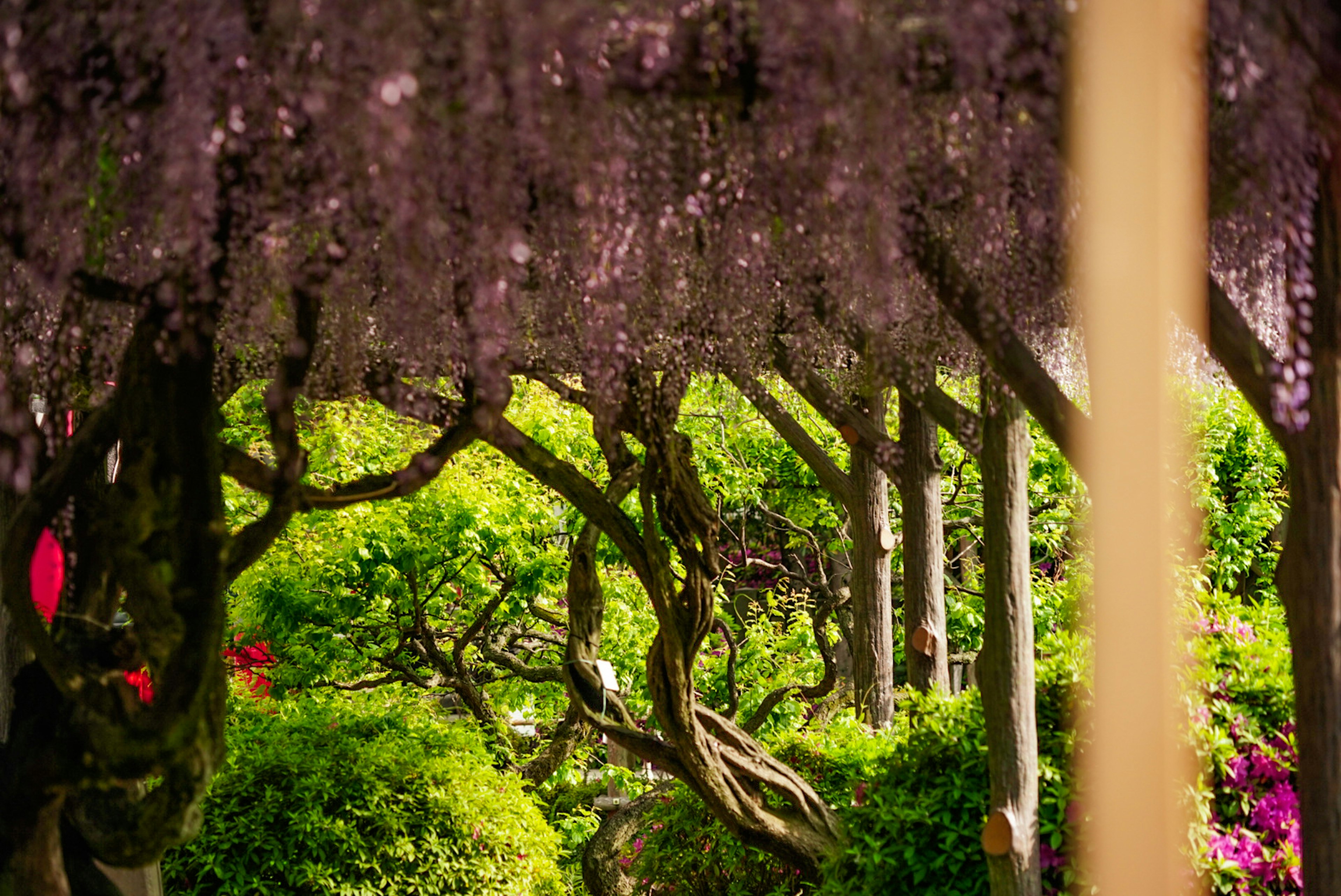 美しい藤の花の下に広がる緑の庭園の風景