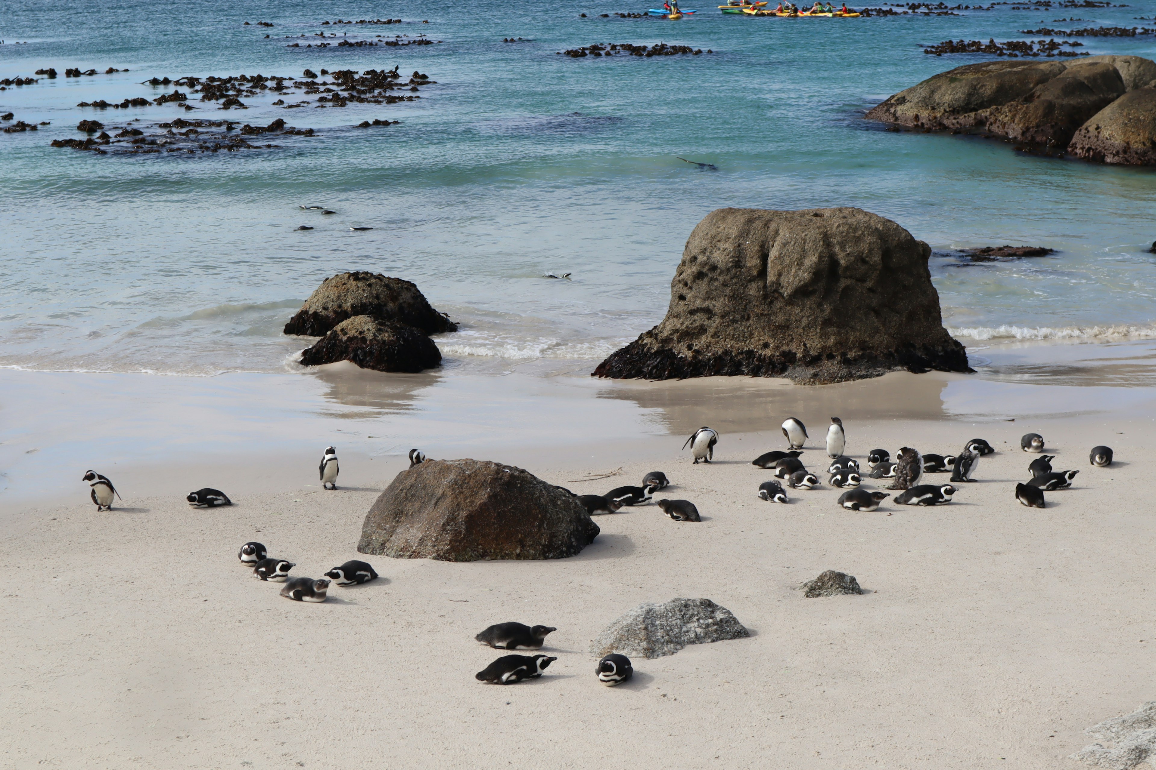 Penguins gathered near rocks on a sandy beach with calm ocean waters