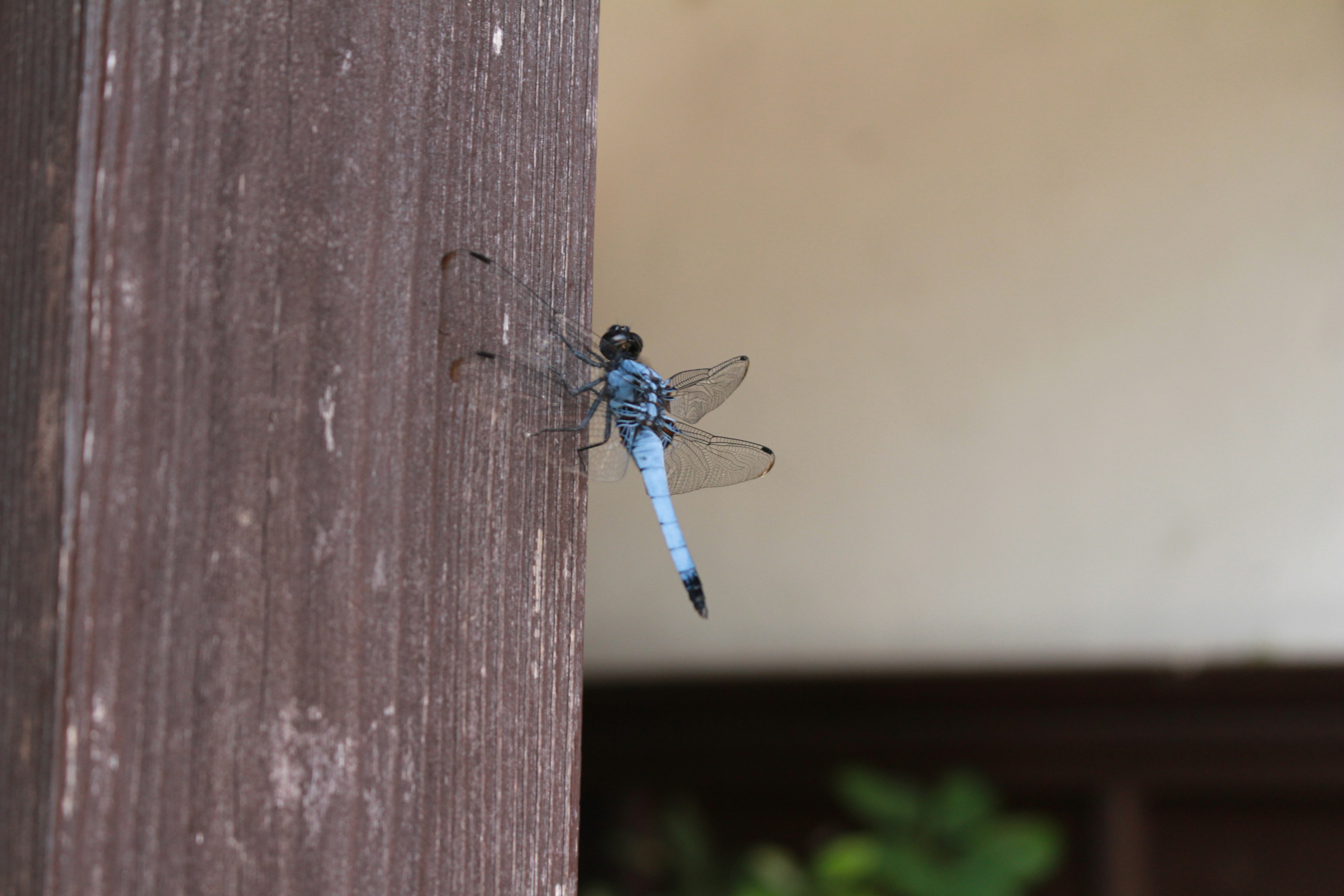 Una libélula azul descansando sobre un poste de madera