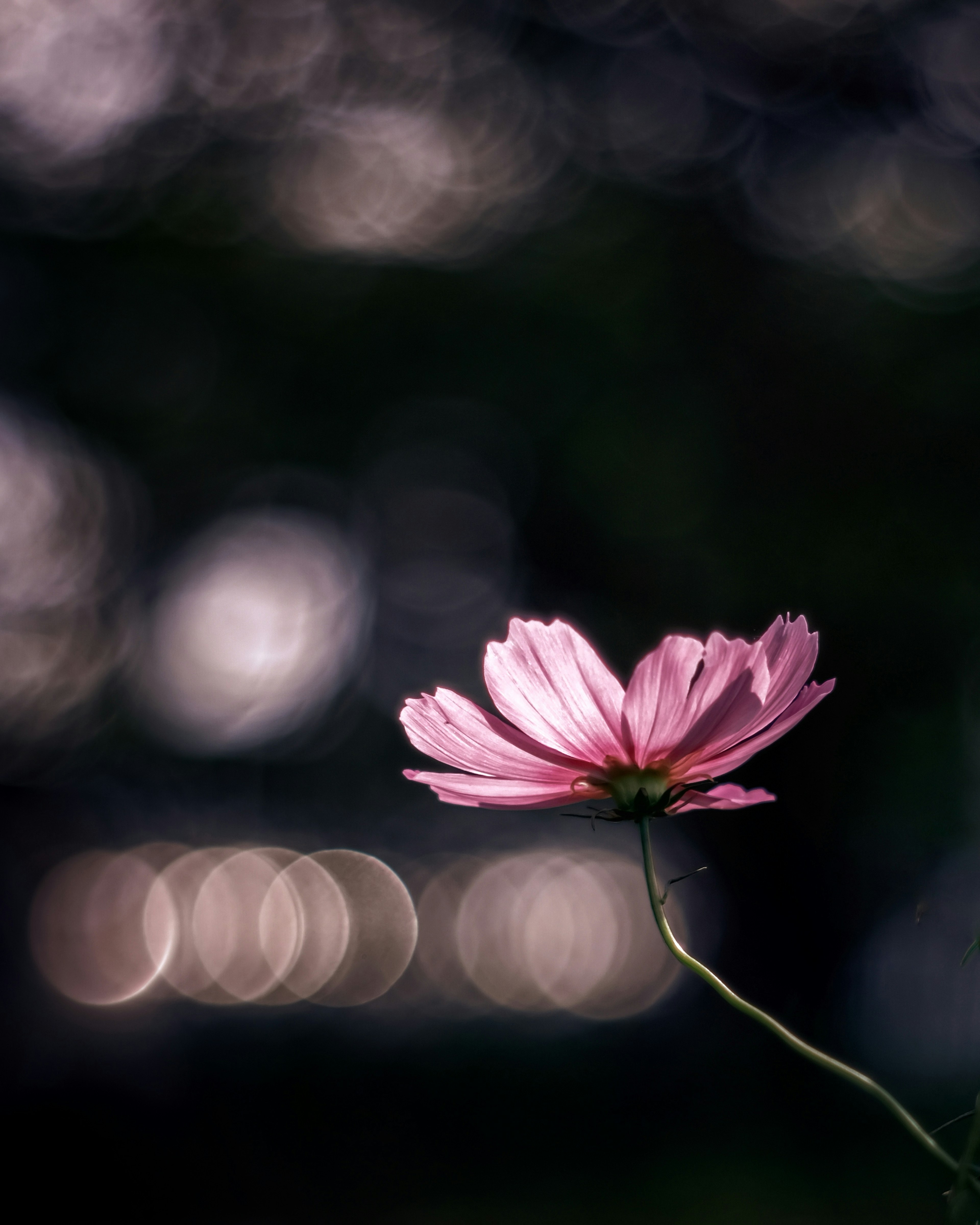 Gros plan d'une fleur rose sur un fond sombre