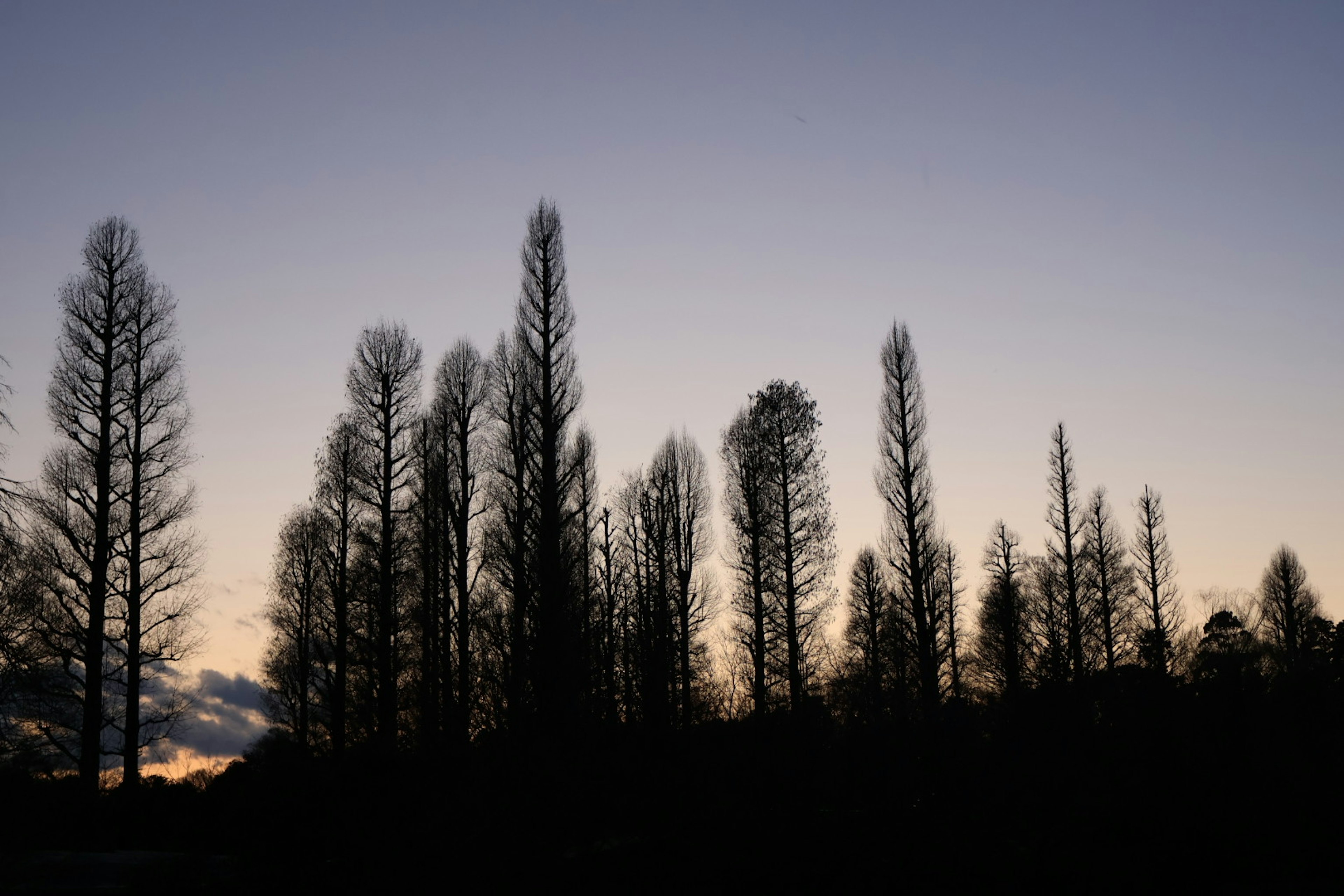 Silhouette d'arbres hauts contre un ciel crépusculaire