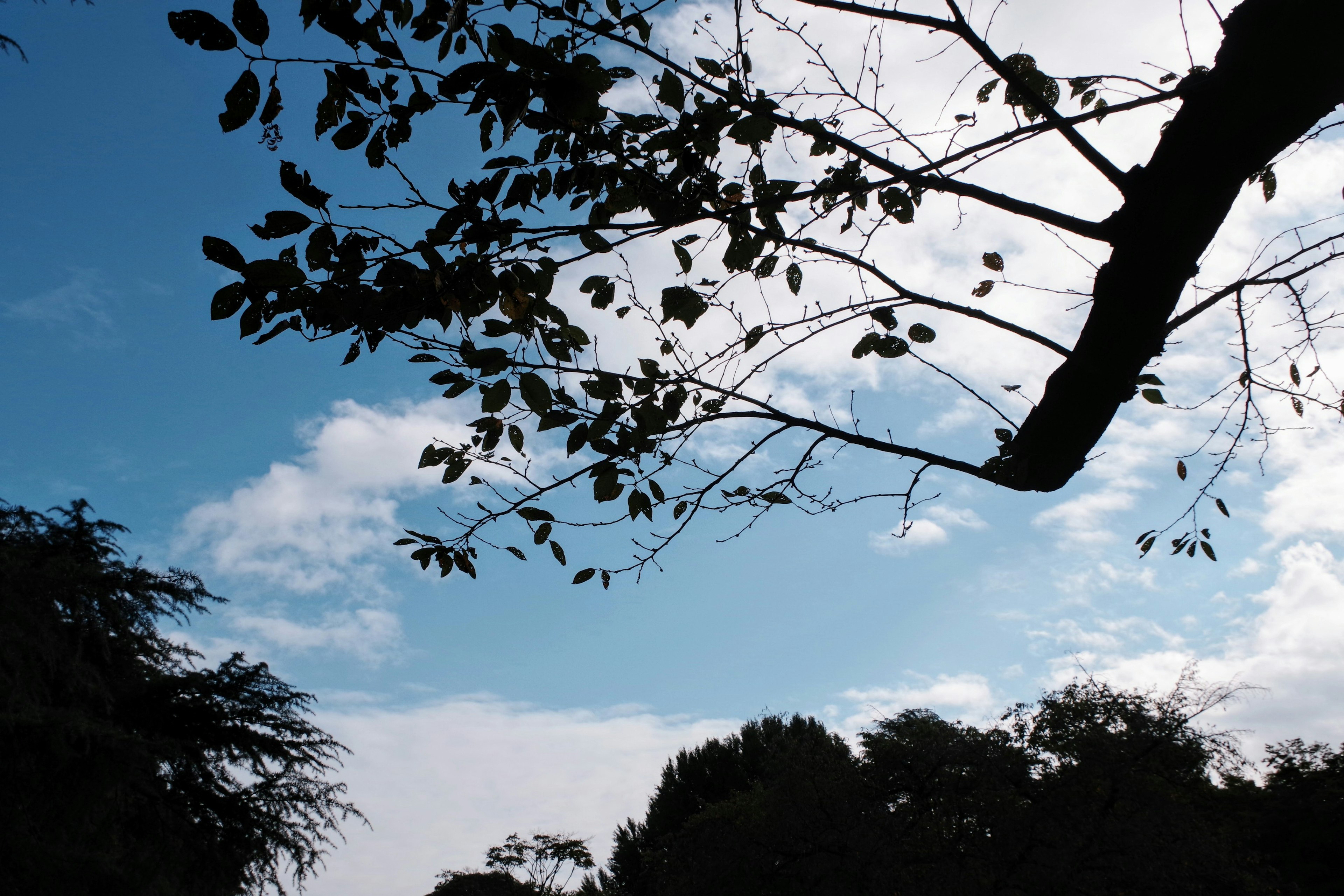 Silhouette von Baumzweigen vor blauem Himmel