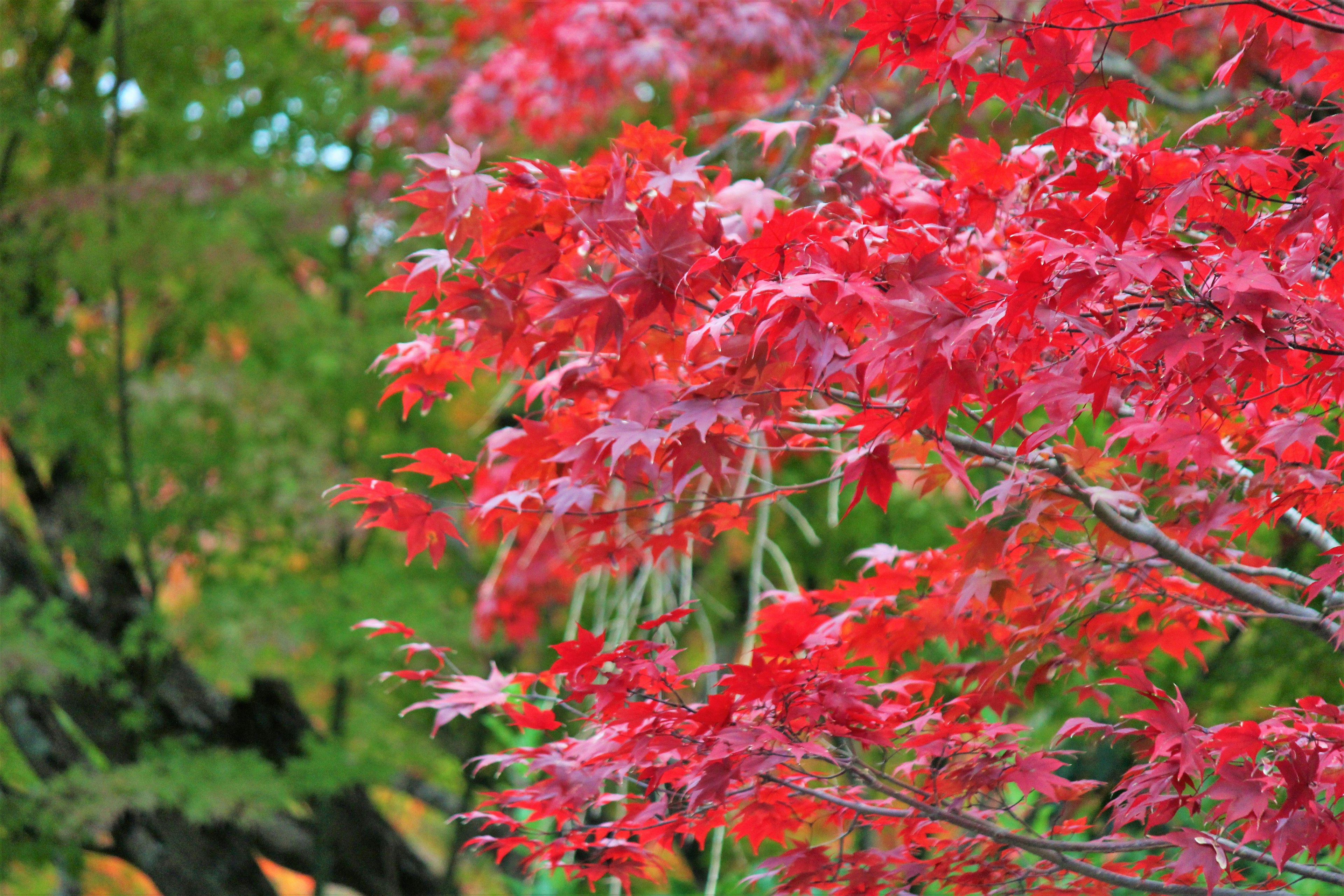 Daun maple merah cerah dengan latar belakang hijau