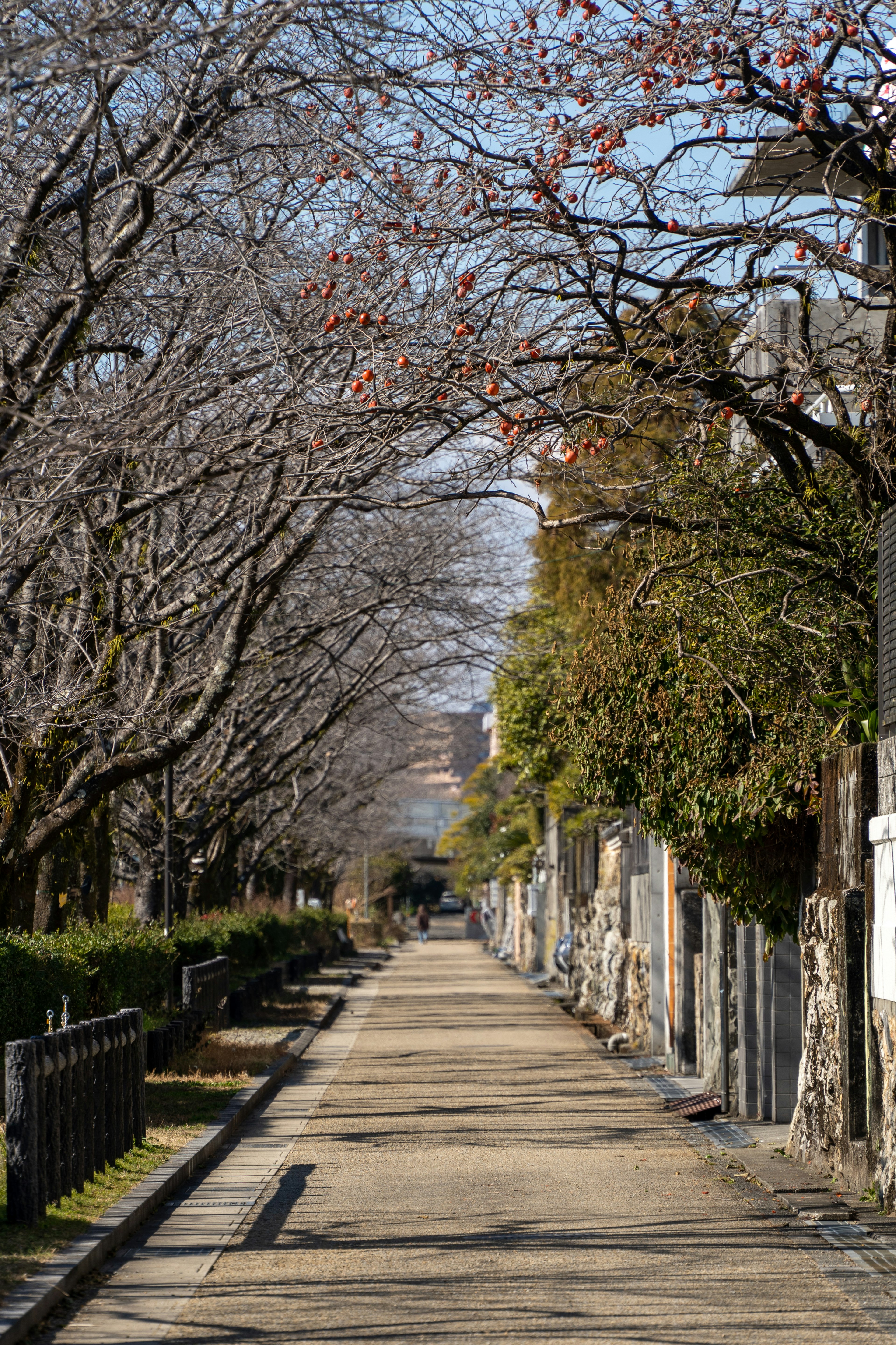 冬の木々が並ぶ静かな小道