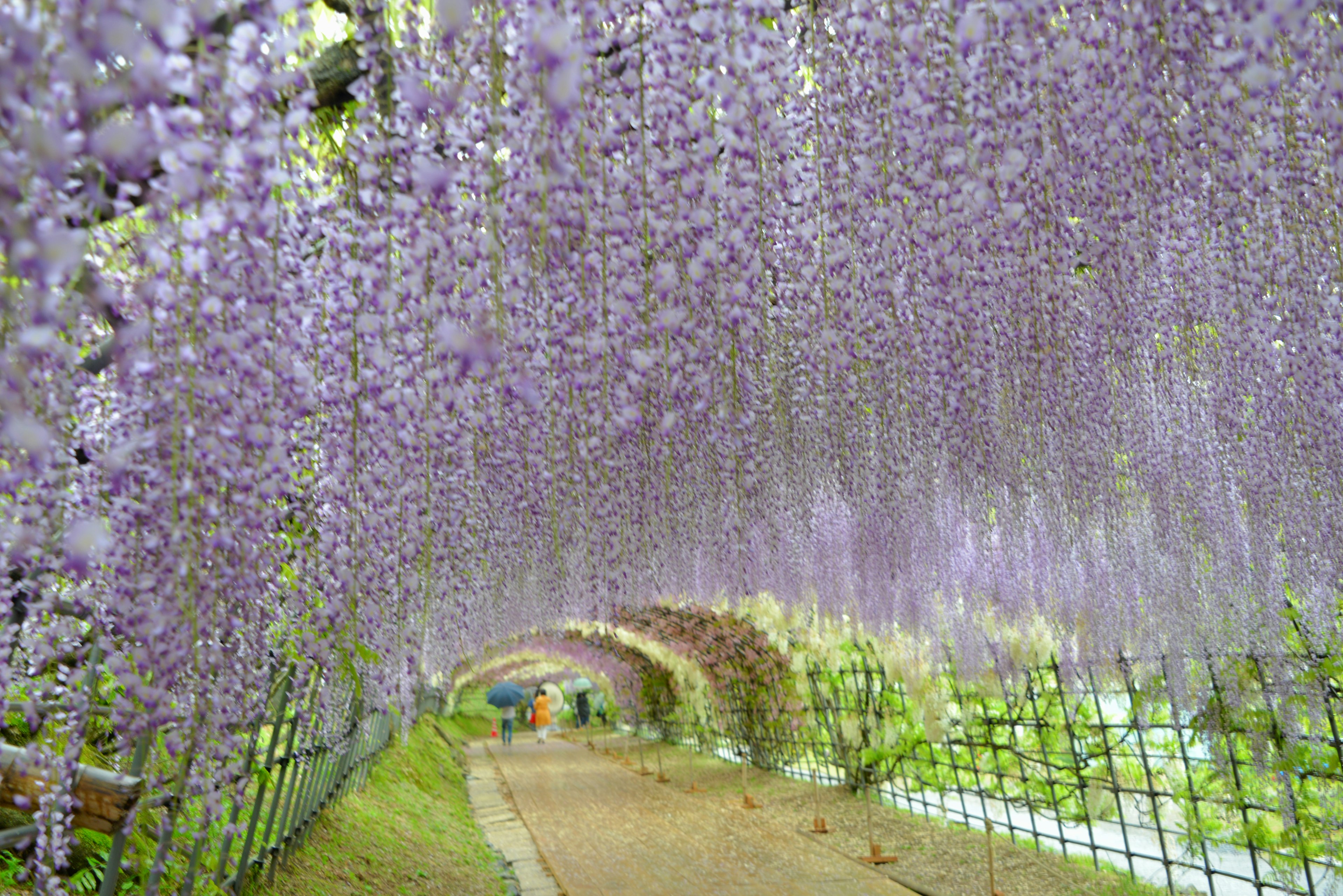 紫色の藤の花が垂れ下がる美しいトンネル