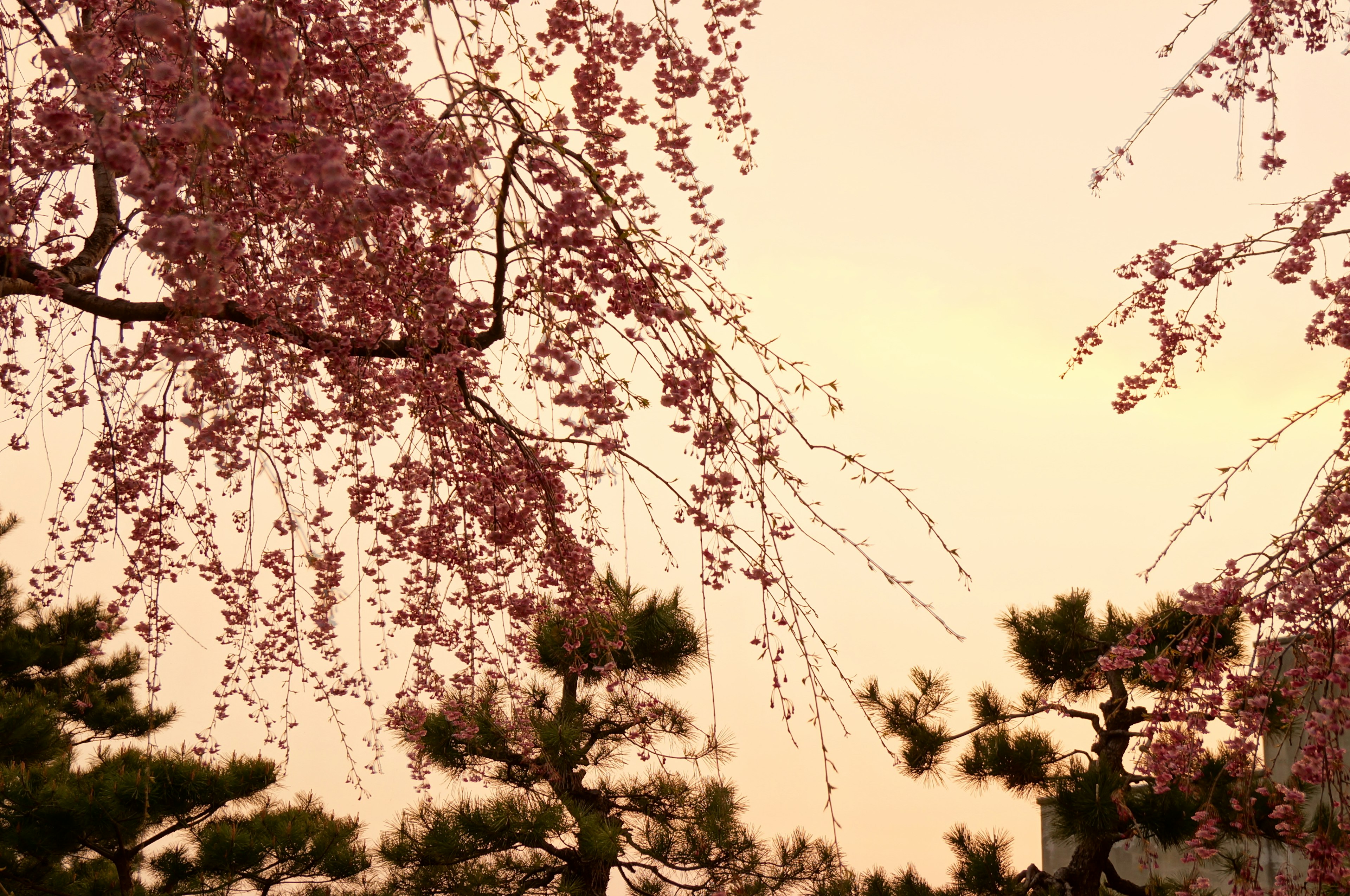 Pemandangan indah bunga sakura dan pohon pinus di bawah langit senja