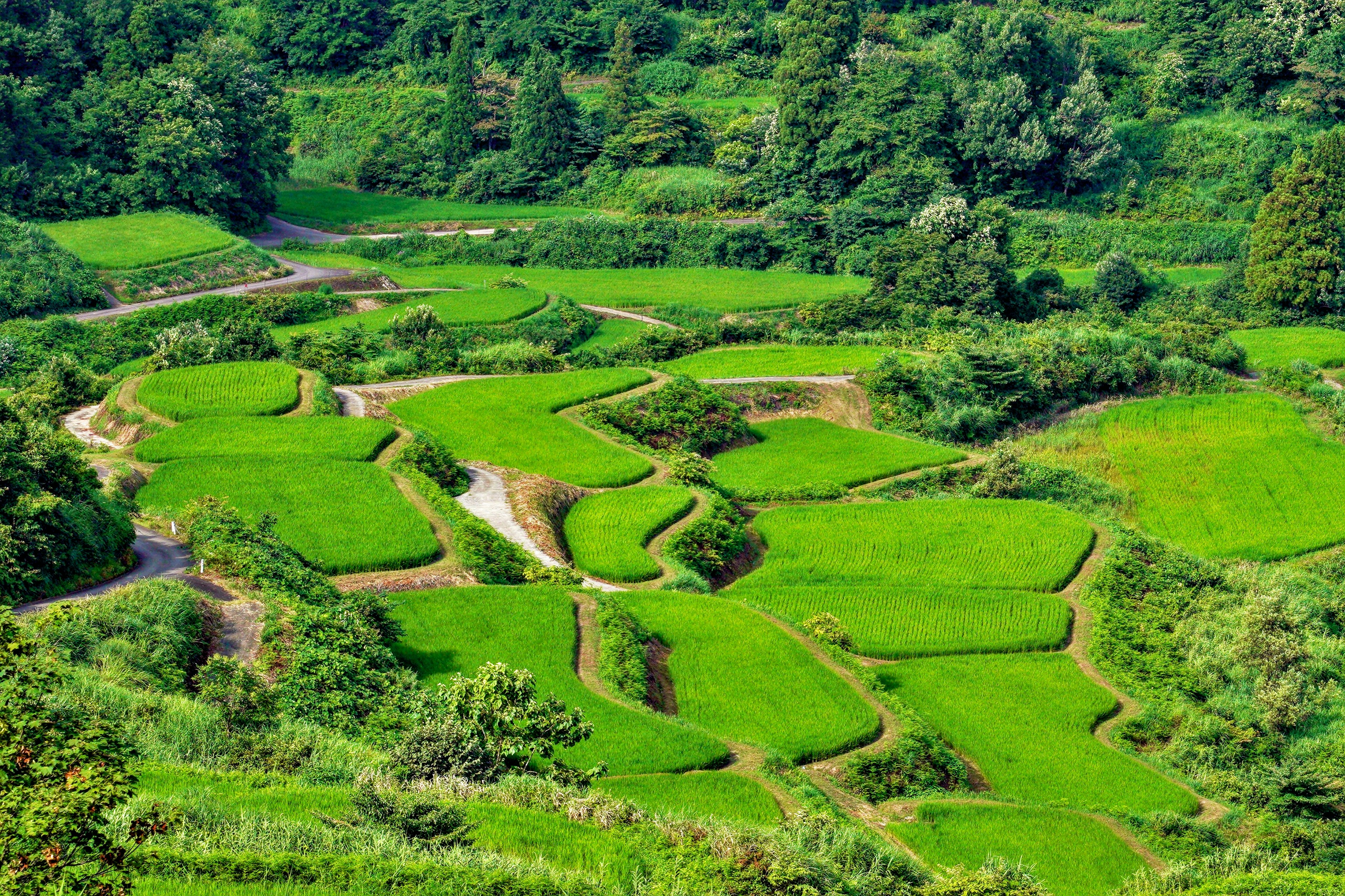 Vista aérea de campos de arroz en terrazas verdes