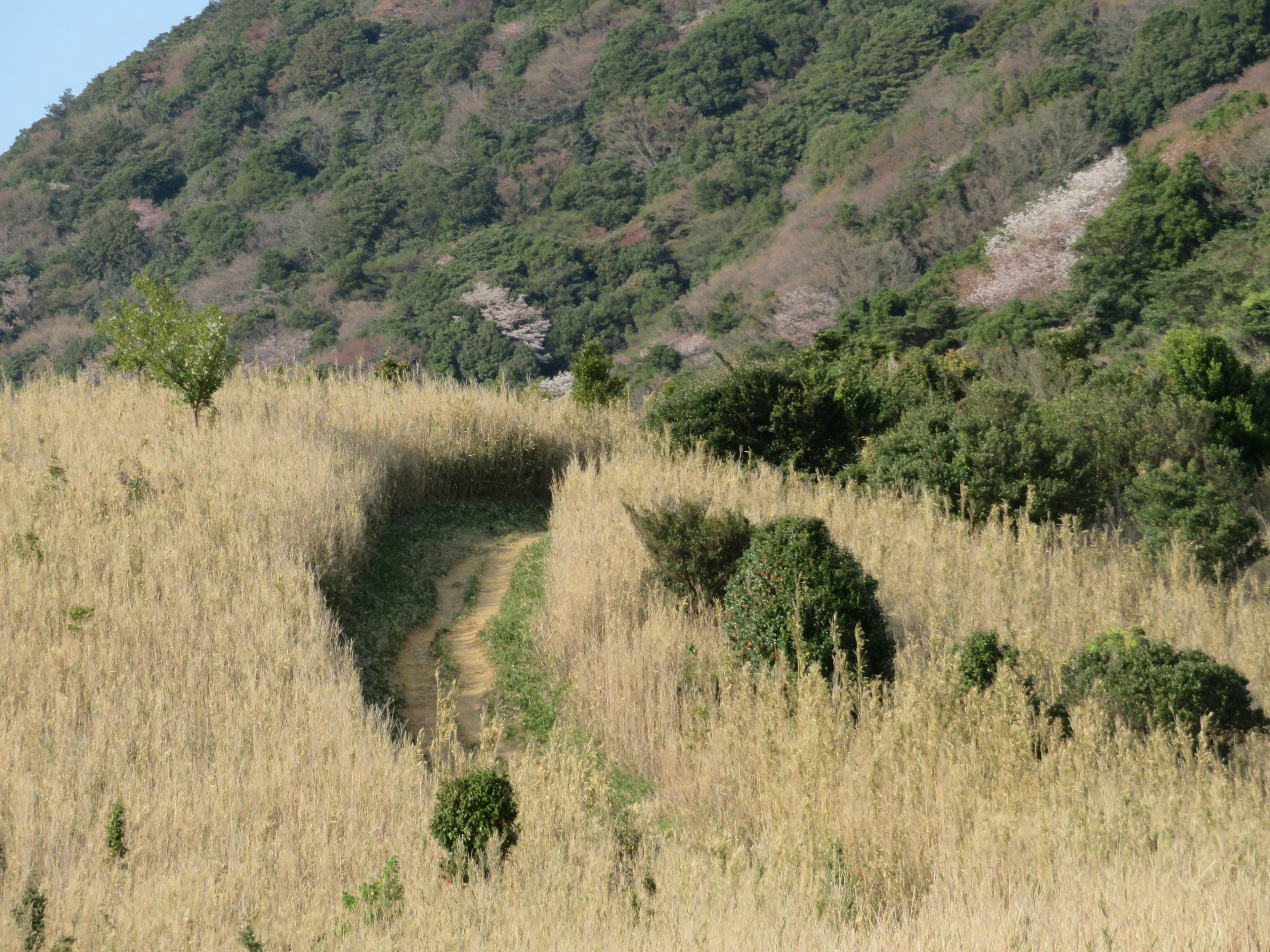 緑の丘に囲まれた金色の草原の中の小道