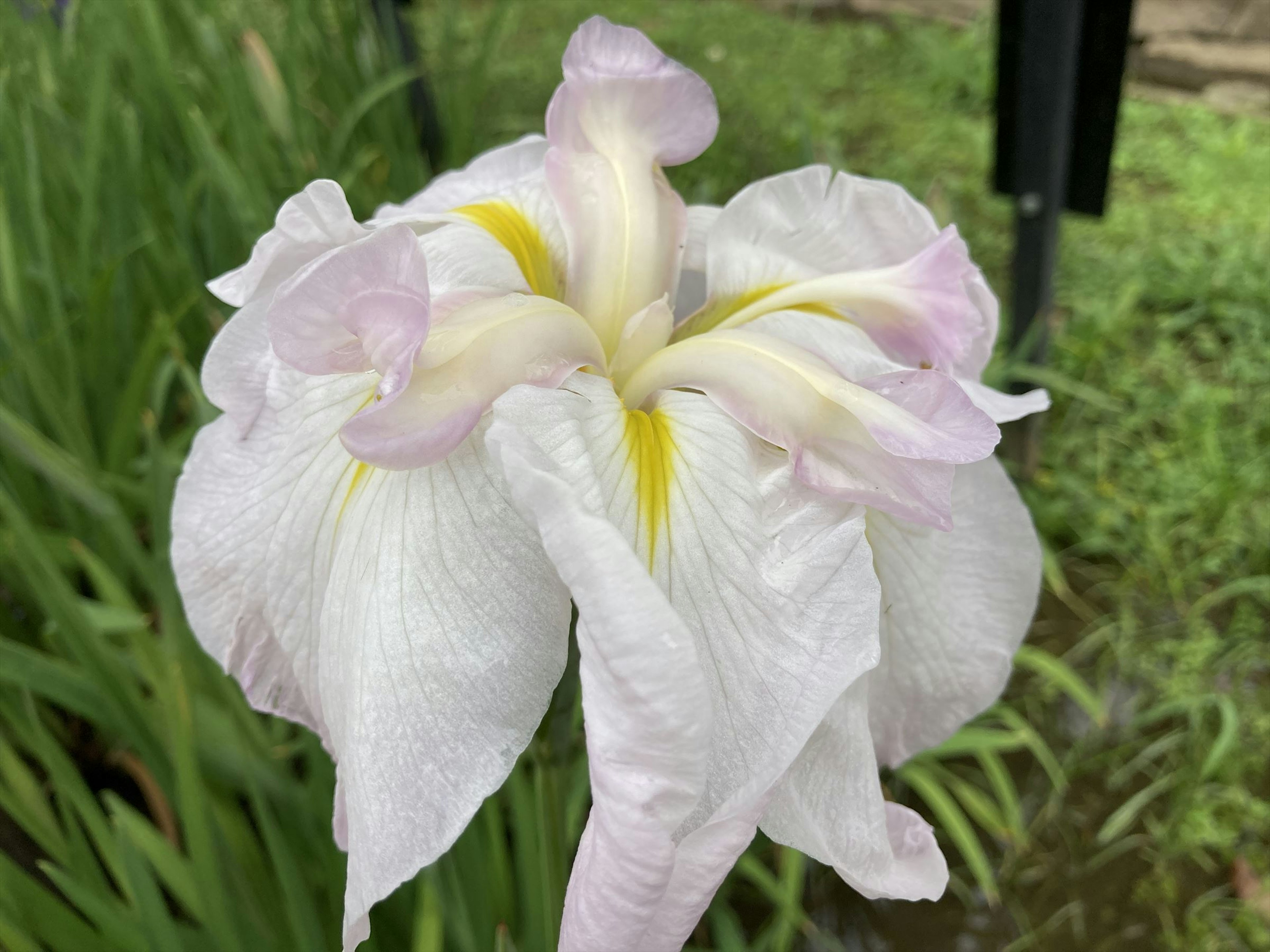 薄紫色と白の花びらを持つアイリスの花のクローズアップ