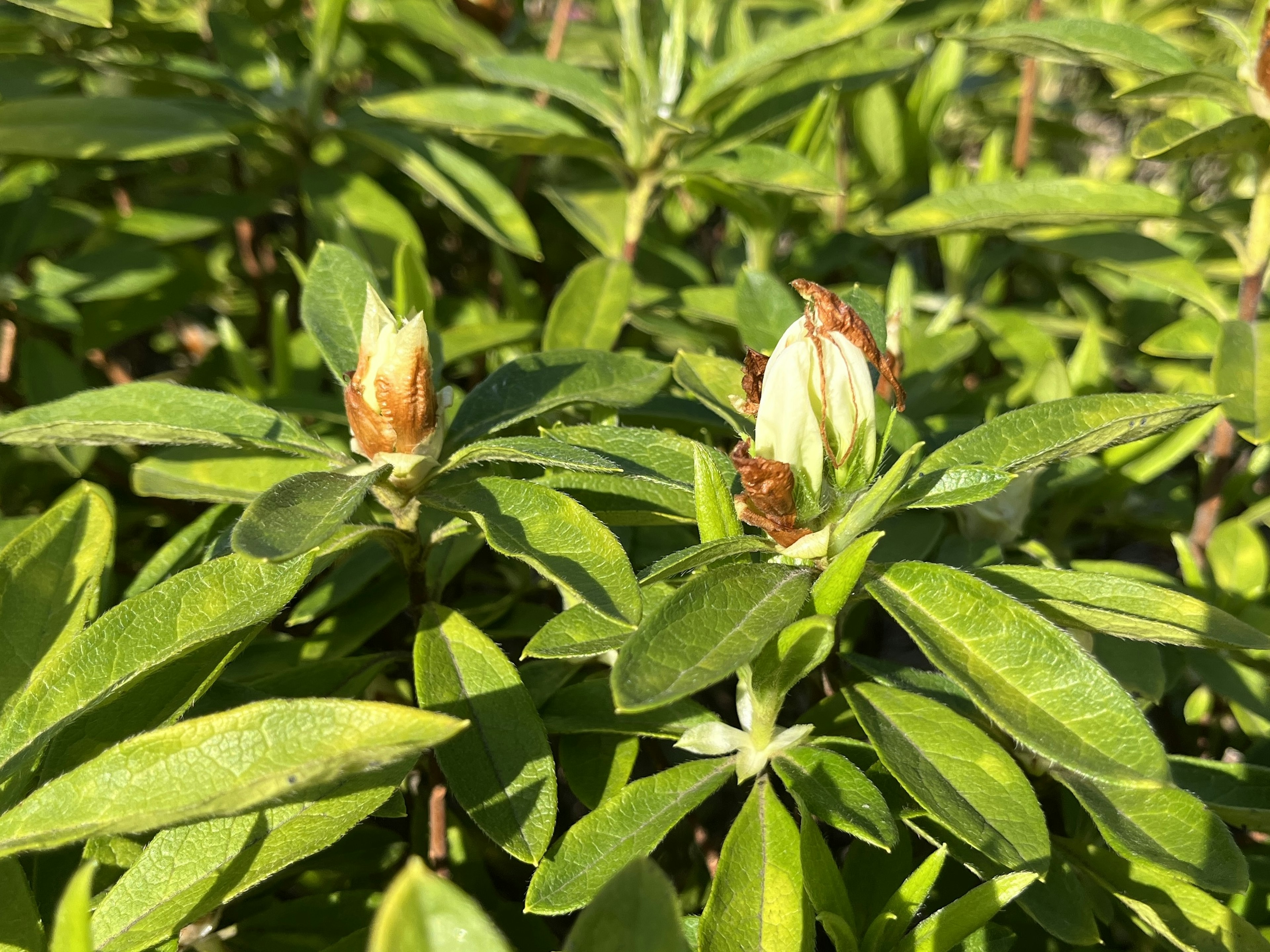 緑色の葉の間に咲くつぼみのある植物