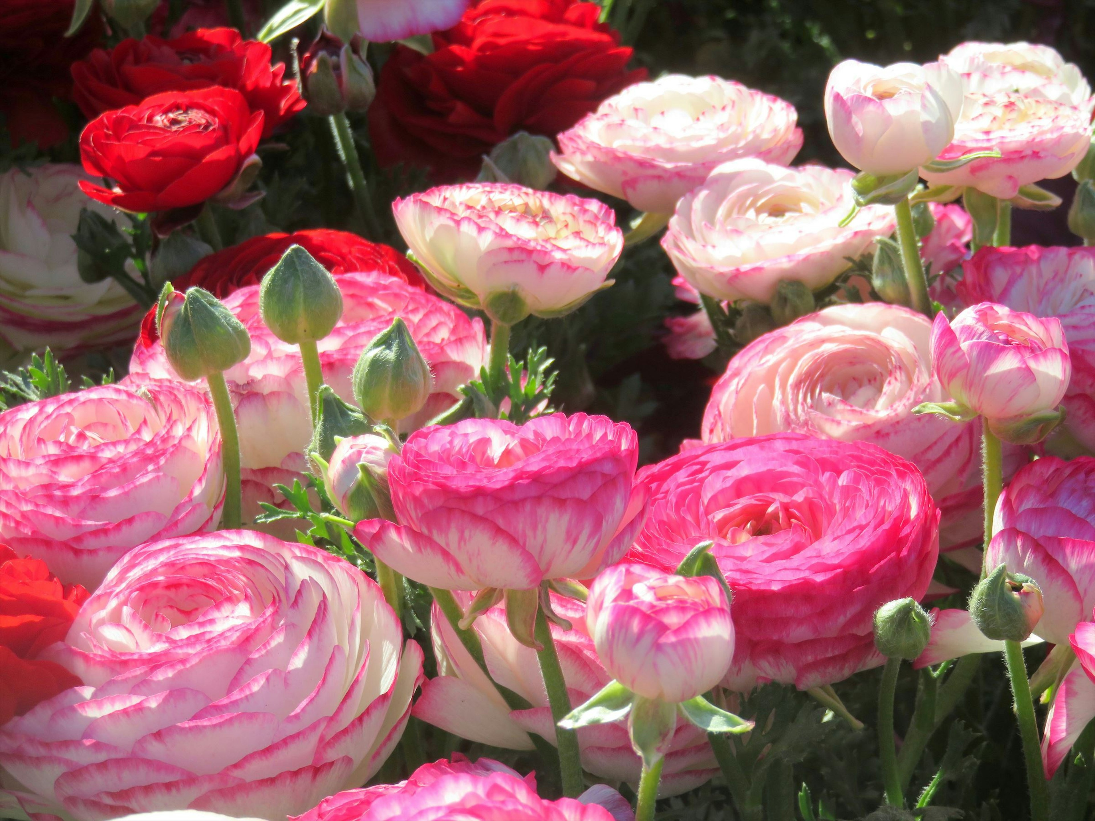 Bellissimo bouquet di fiori di ranuncolo rosa e rosso