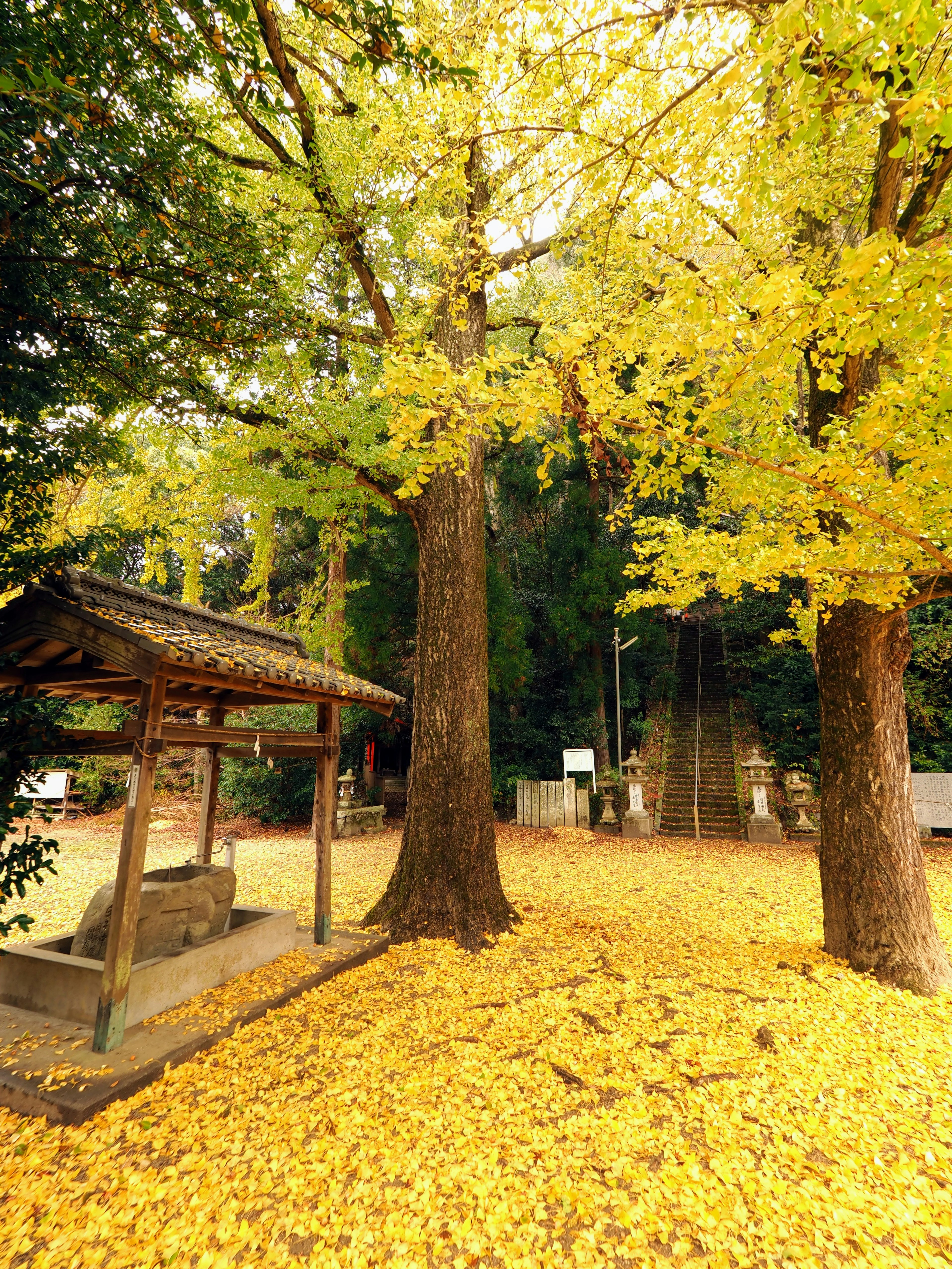 Park scene with yellow leaves covering the ground two large trees and a small shelter