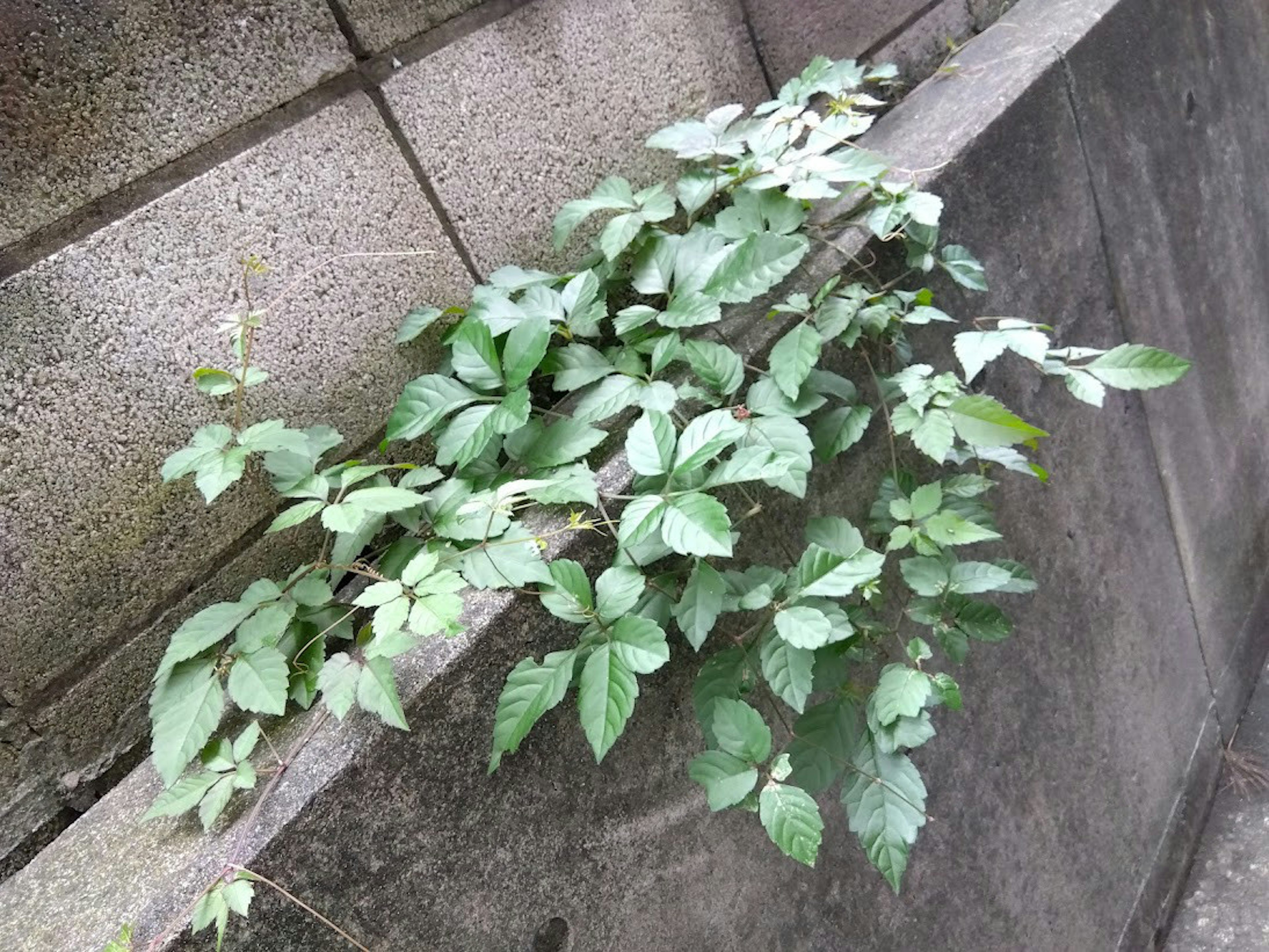 Planta verde con hojas que crece a lo largo de una pared de concreto