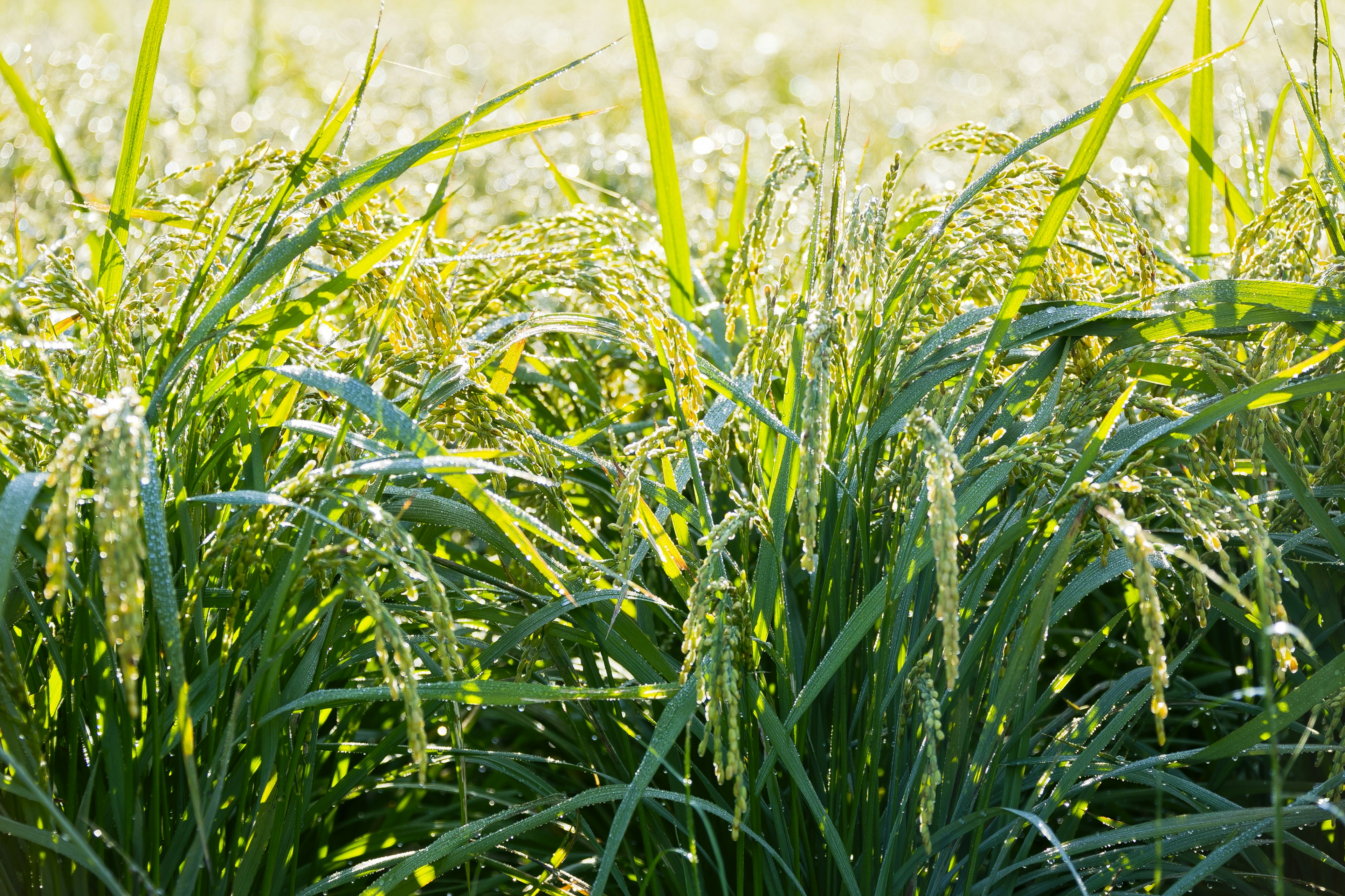 Üppige grüne Reisplantagen wachsen auf einem Feld