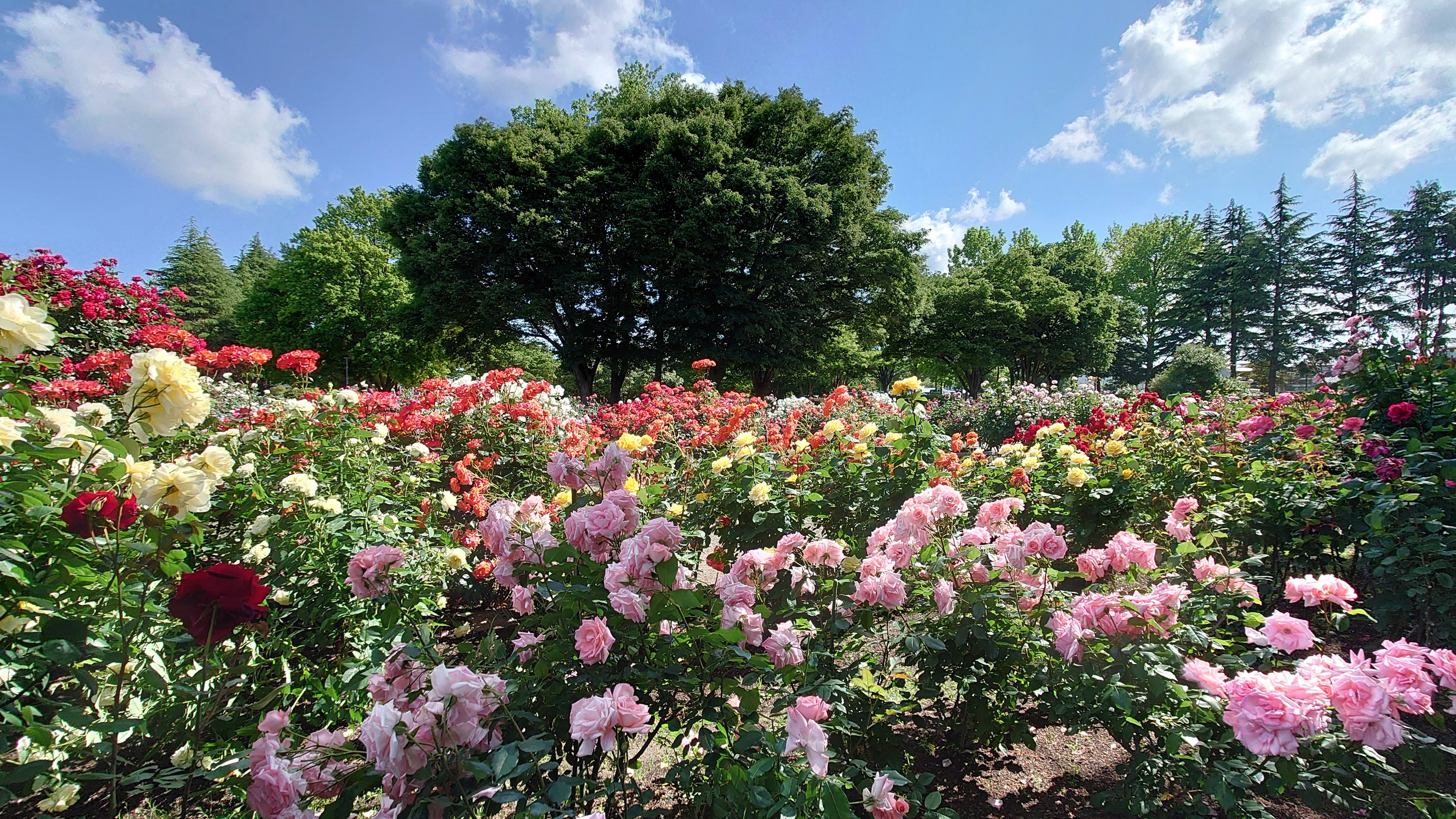 Giardino di rose vibranti sotto un cielo blu con vegetazione lussureggiante