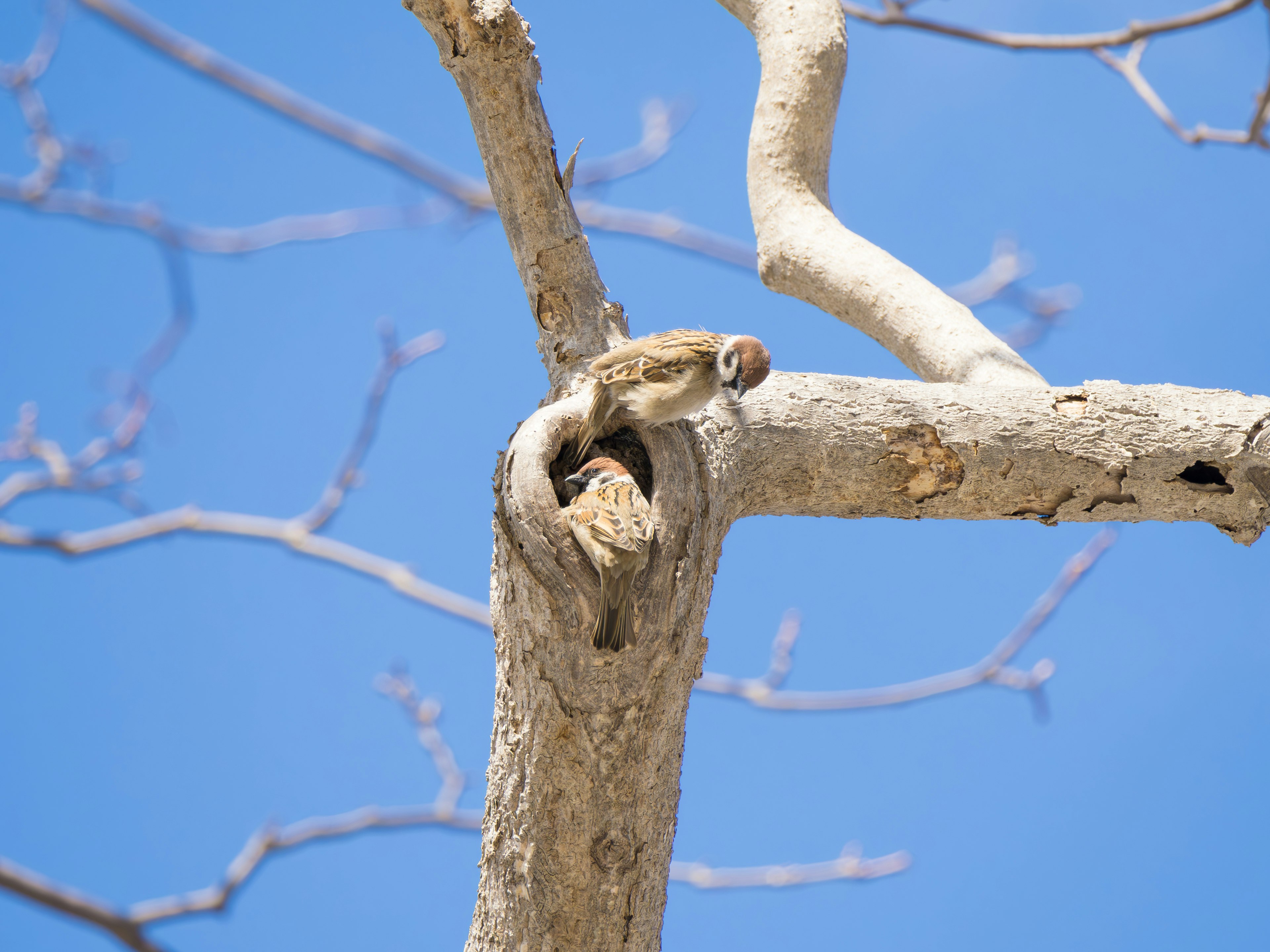 Dos ardillas descansando en un hueco de árbol bajo un cielo azul brillante