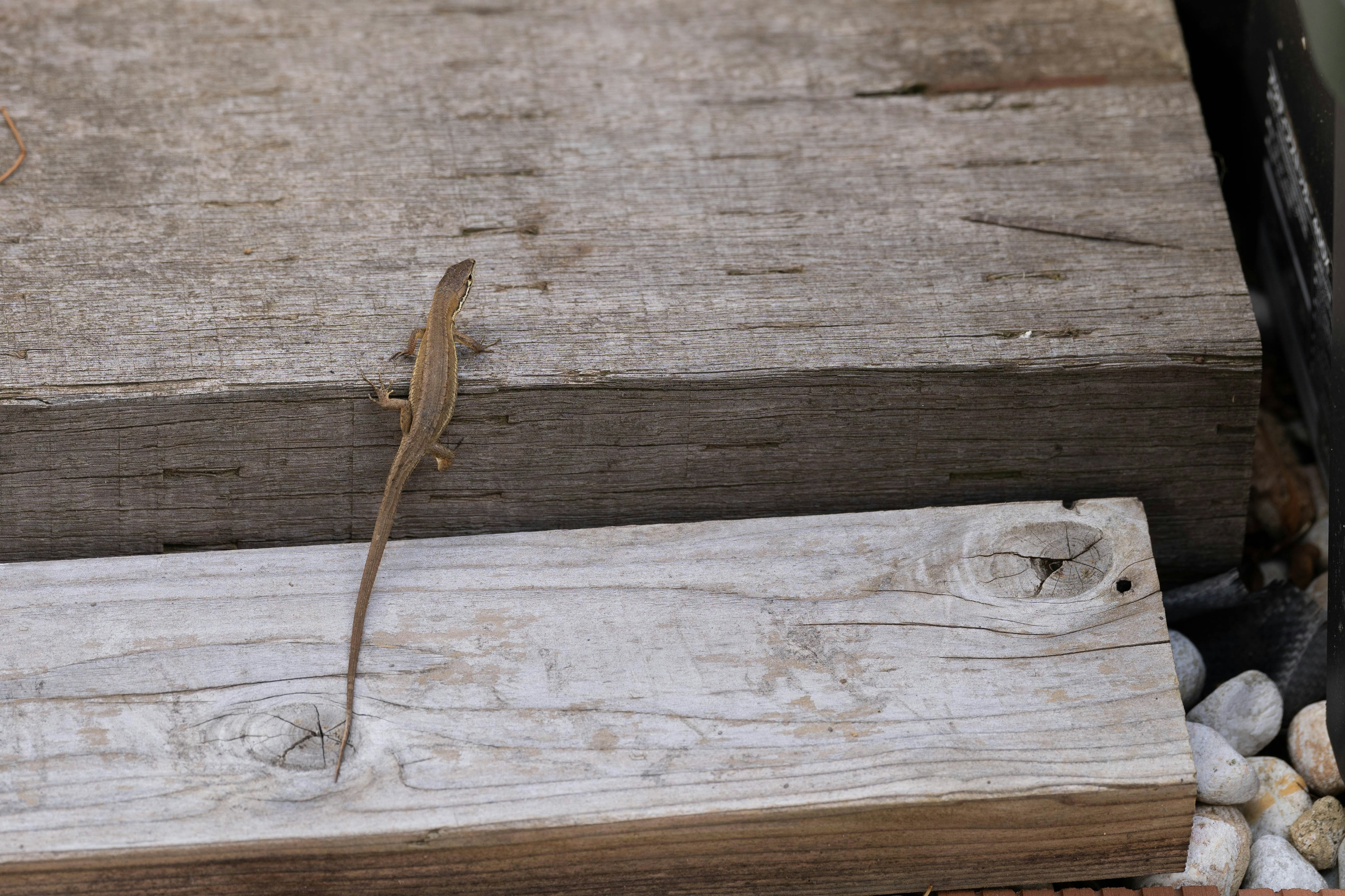 Un pequeño lagarto sobre tablas de madera