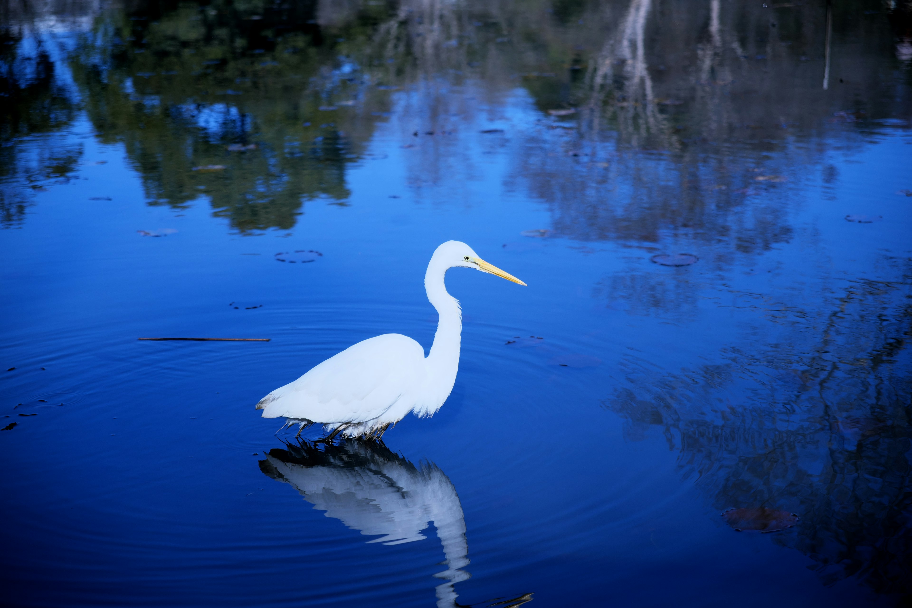 Ein weißer Reiher steht auf einer blauen Wasseroberfläche