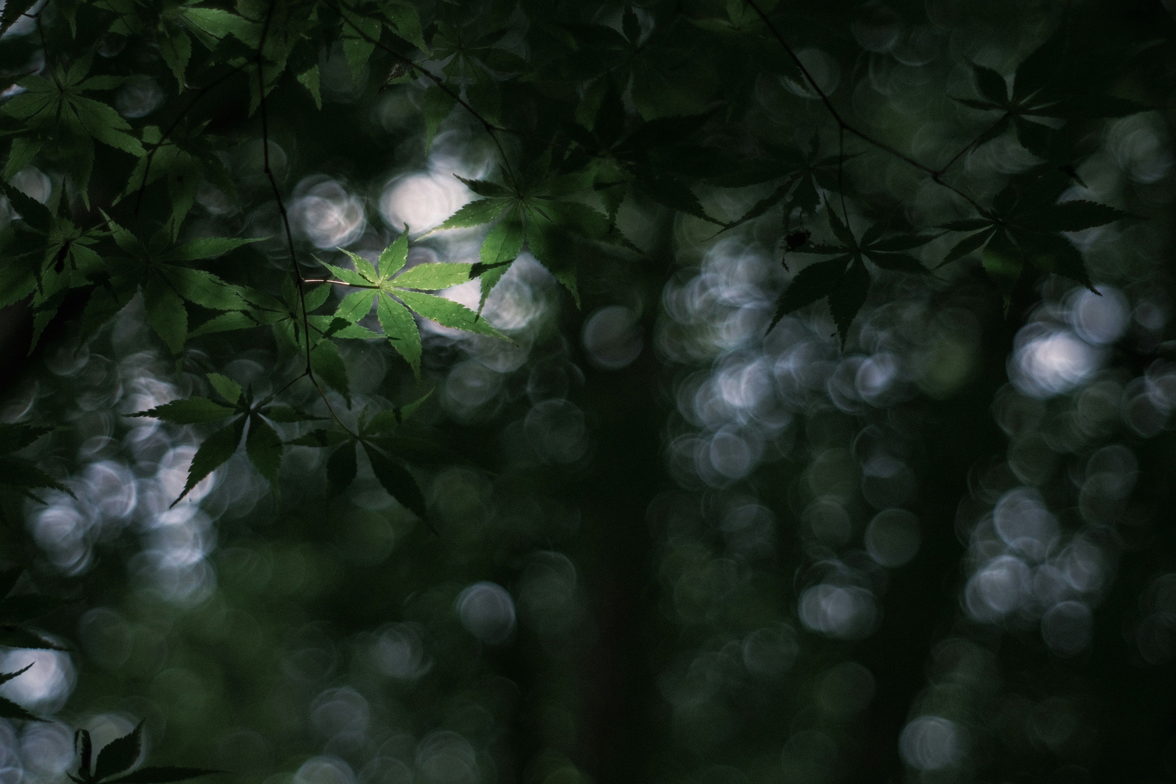 Photo de feuilles dans une forêt sombre avec un arrière-plan flou