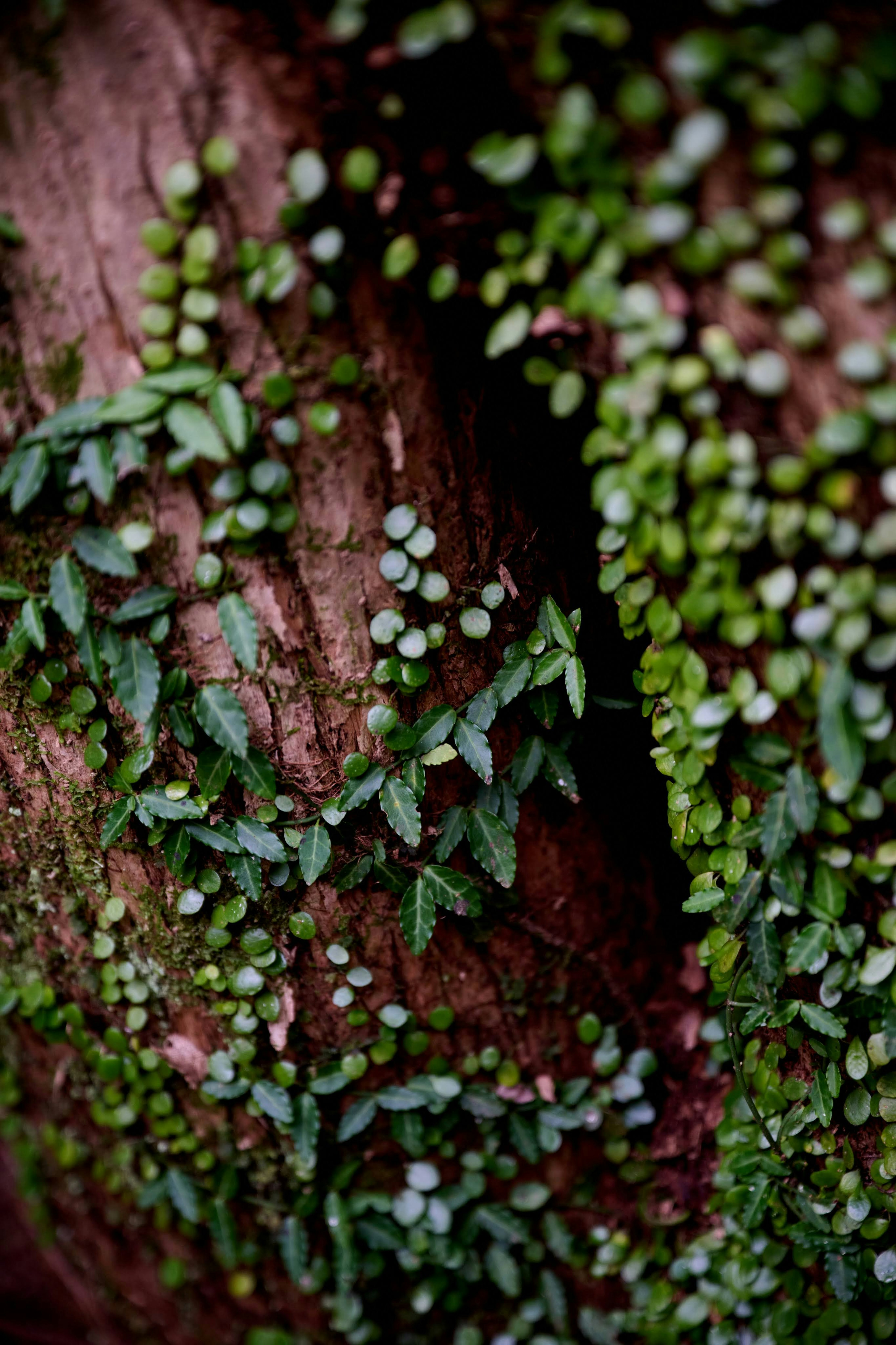 Close-up of green leaves and moss on a tree trunk