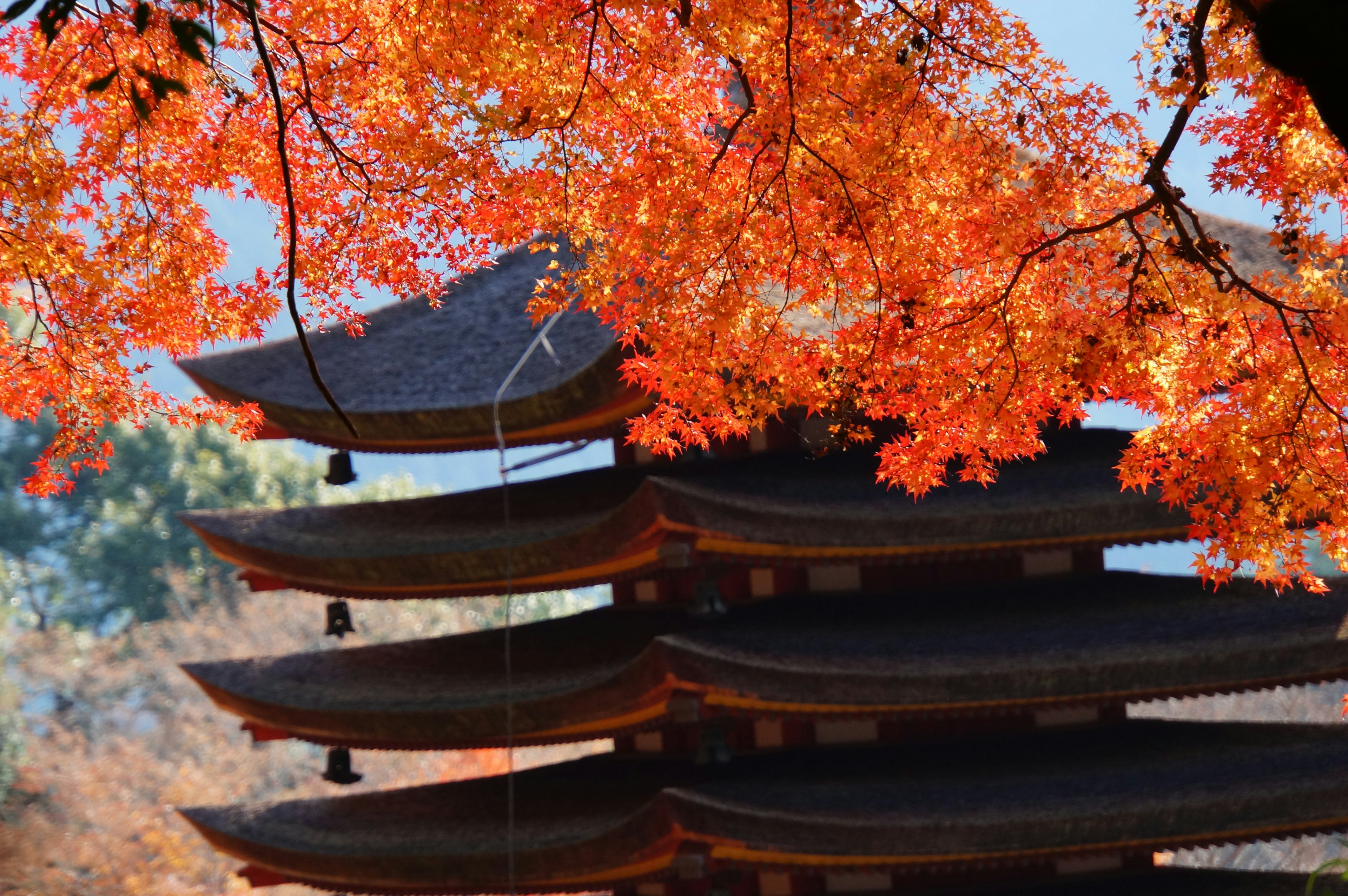 Vue d'une pagode entourée de vives feuilles d'automne rouges