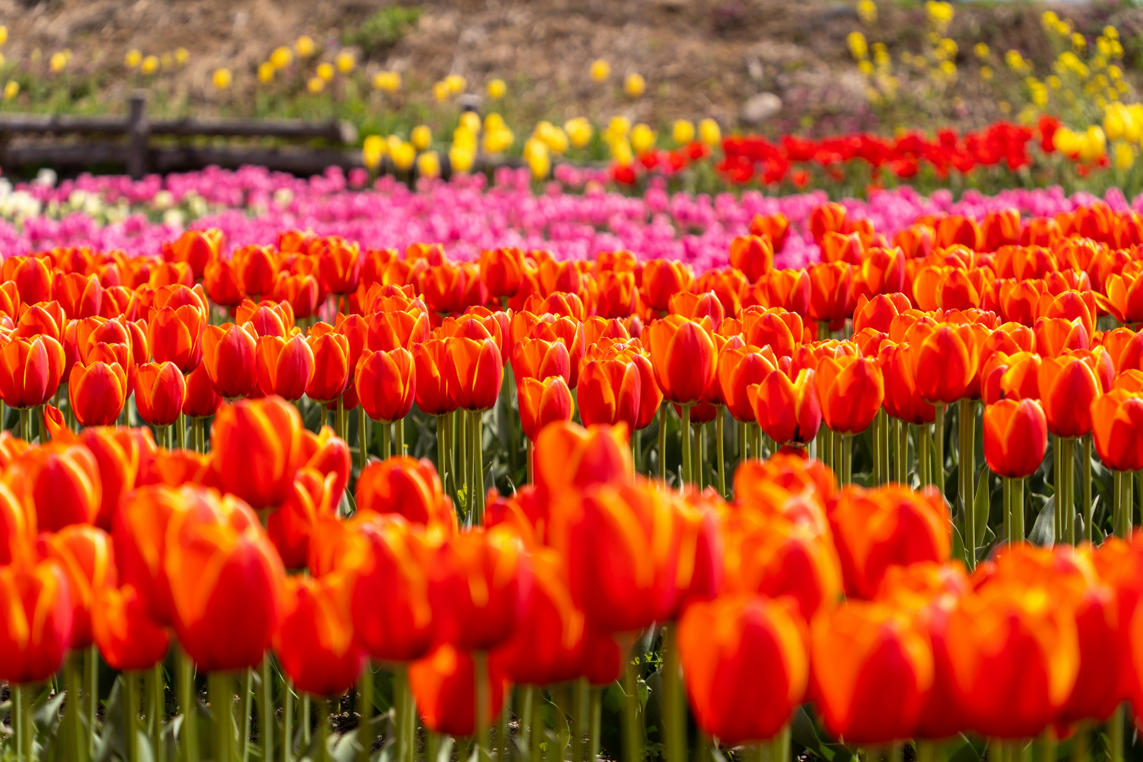 オレンジ色のチューリップが咲き誇る花畑の風景