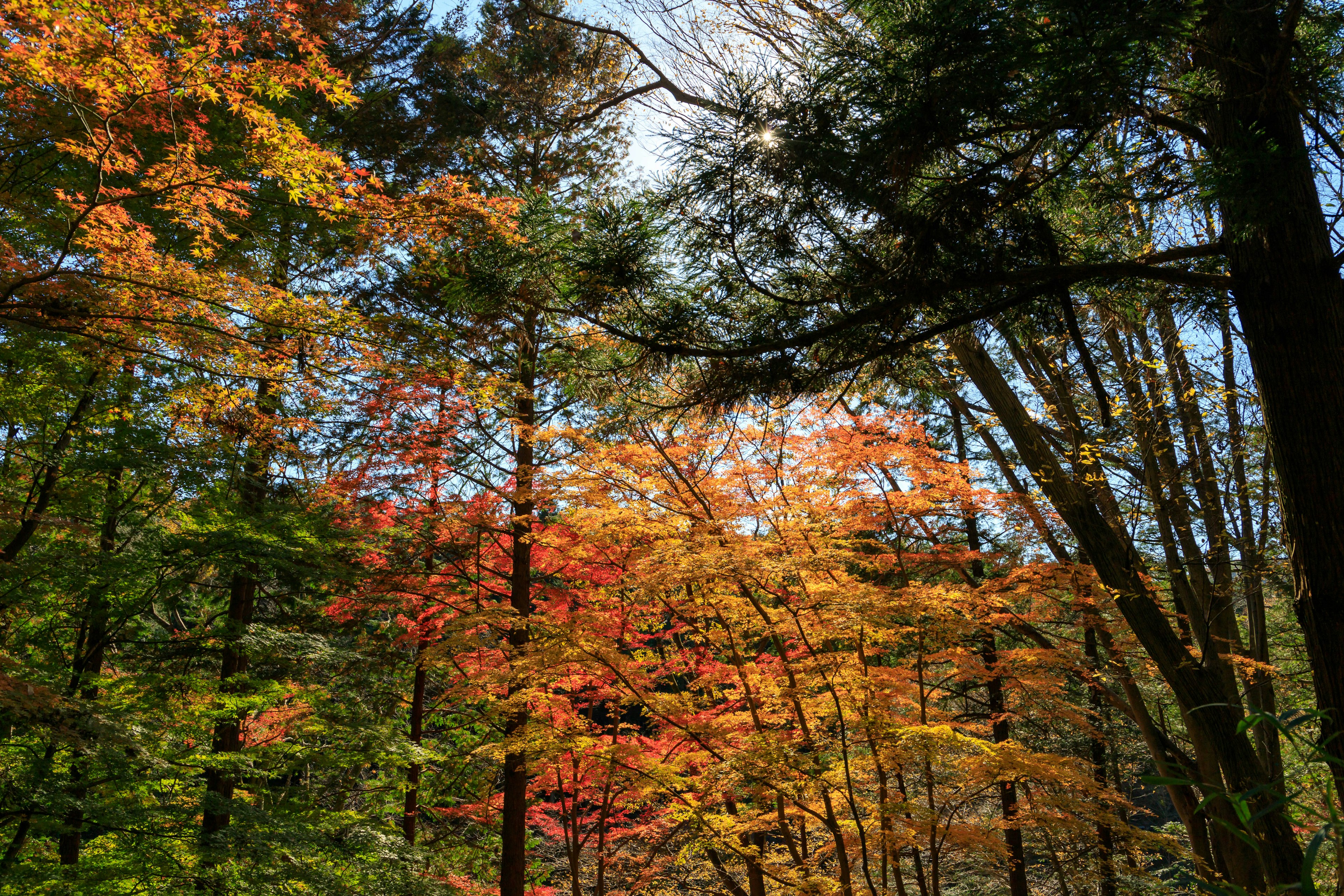 Herbstwald mit bunten Blättern an den Bäumen