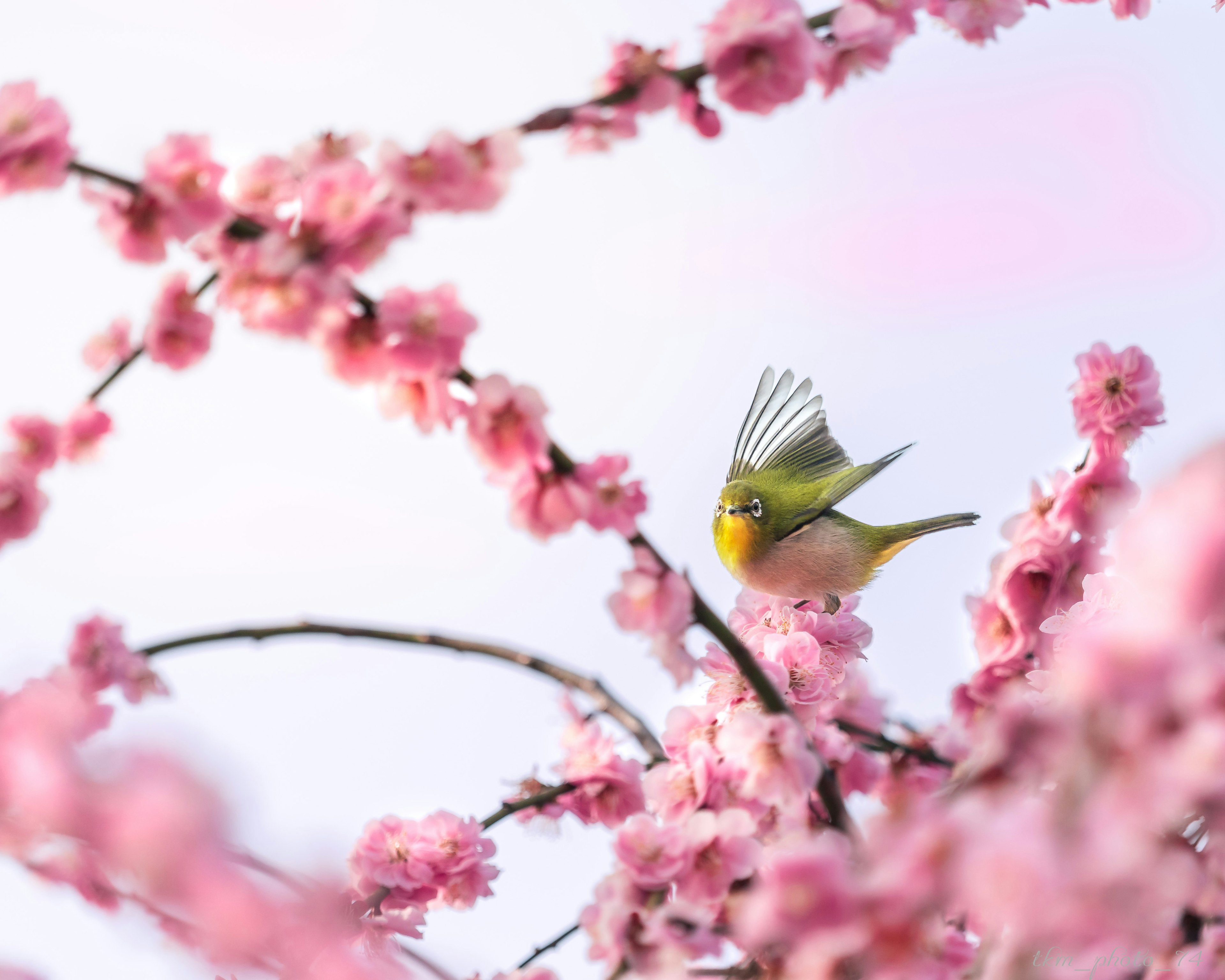 桜の花の中で飛んでいる小鳥の美しいシーン