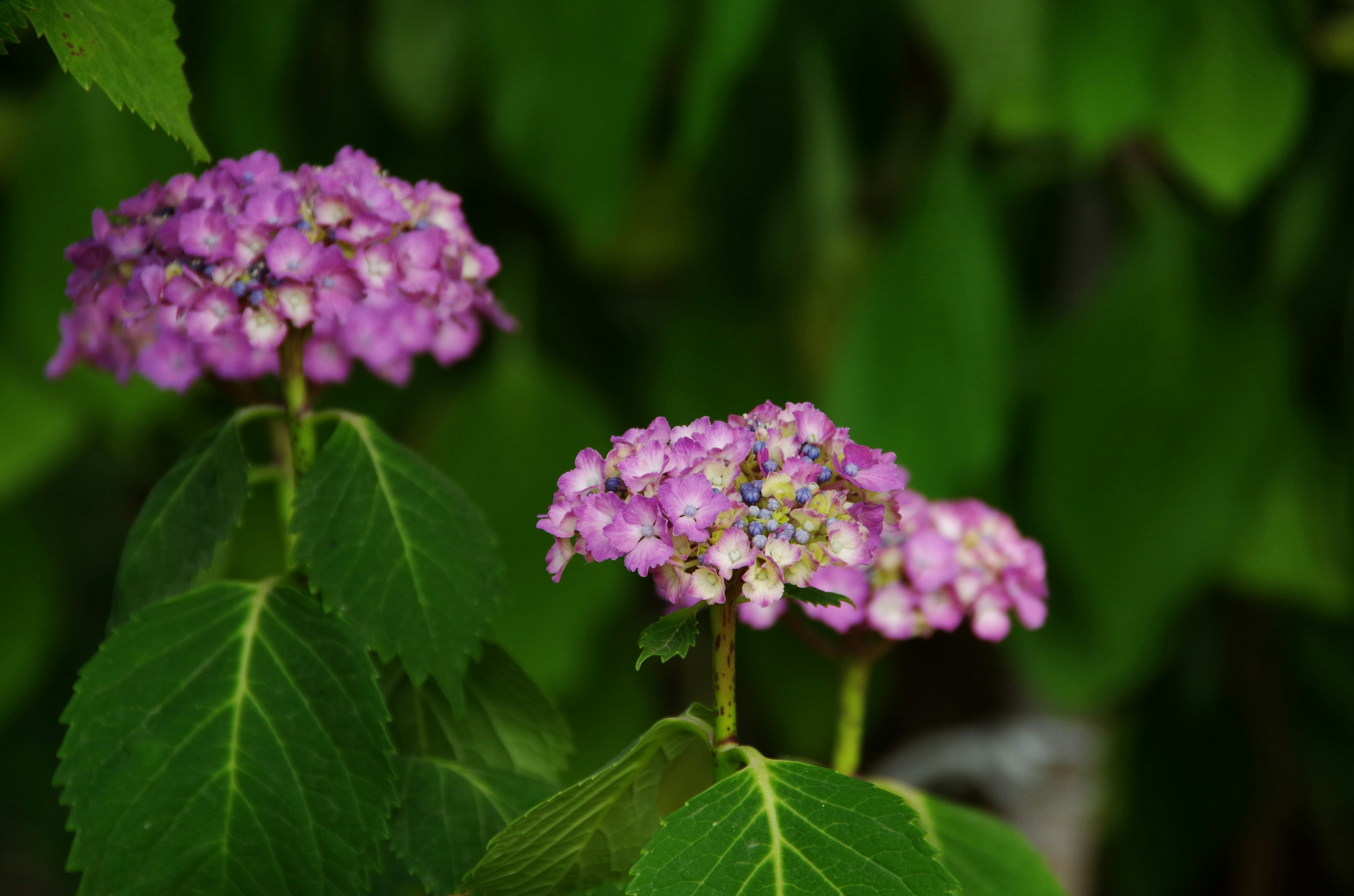 Flores moradas floreciendo sobre un fondo verde