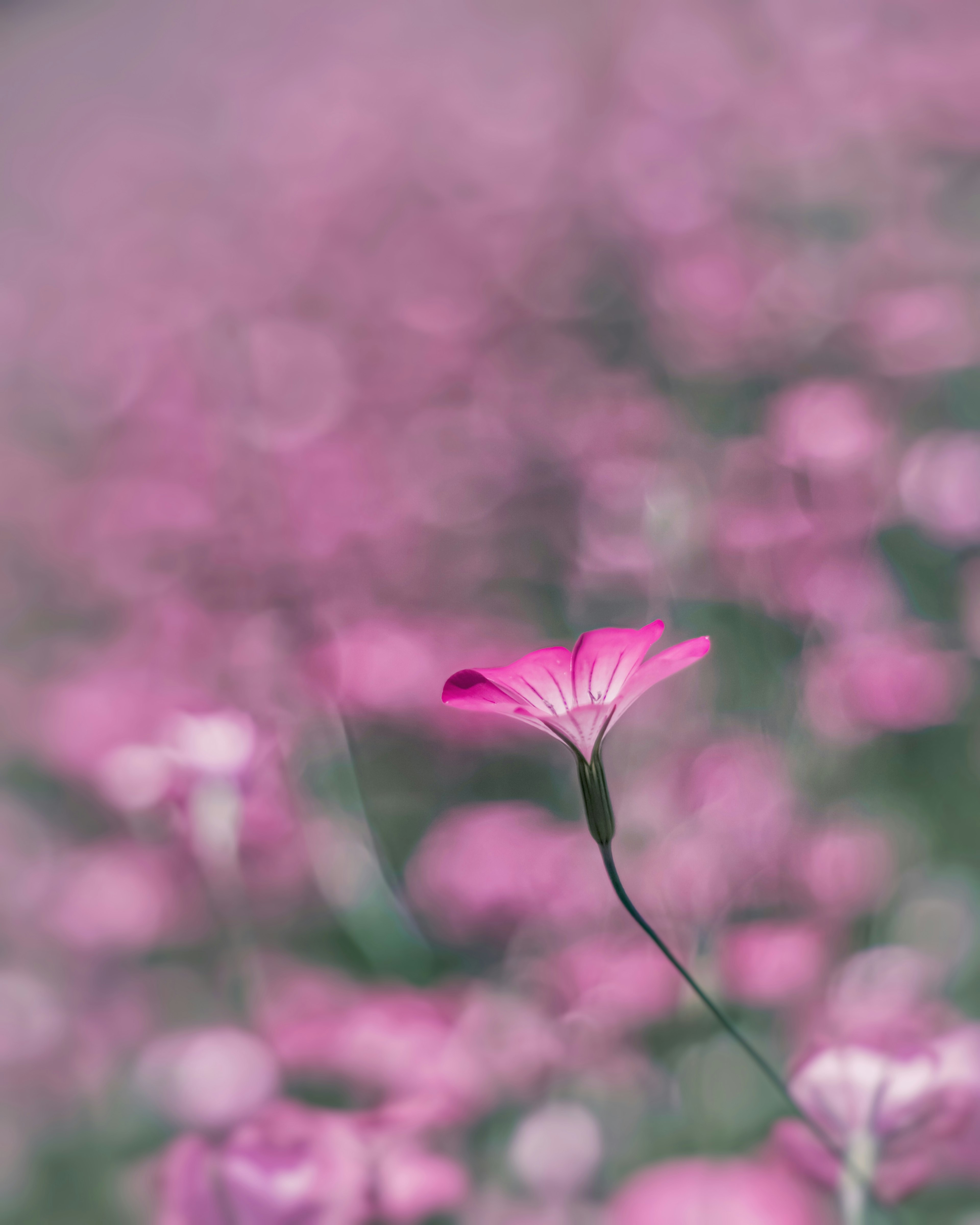 Un singolo fiore rosa che spicca in un campo di fiori rosa sfocati