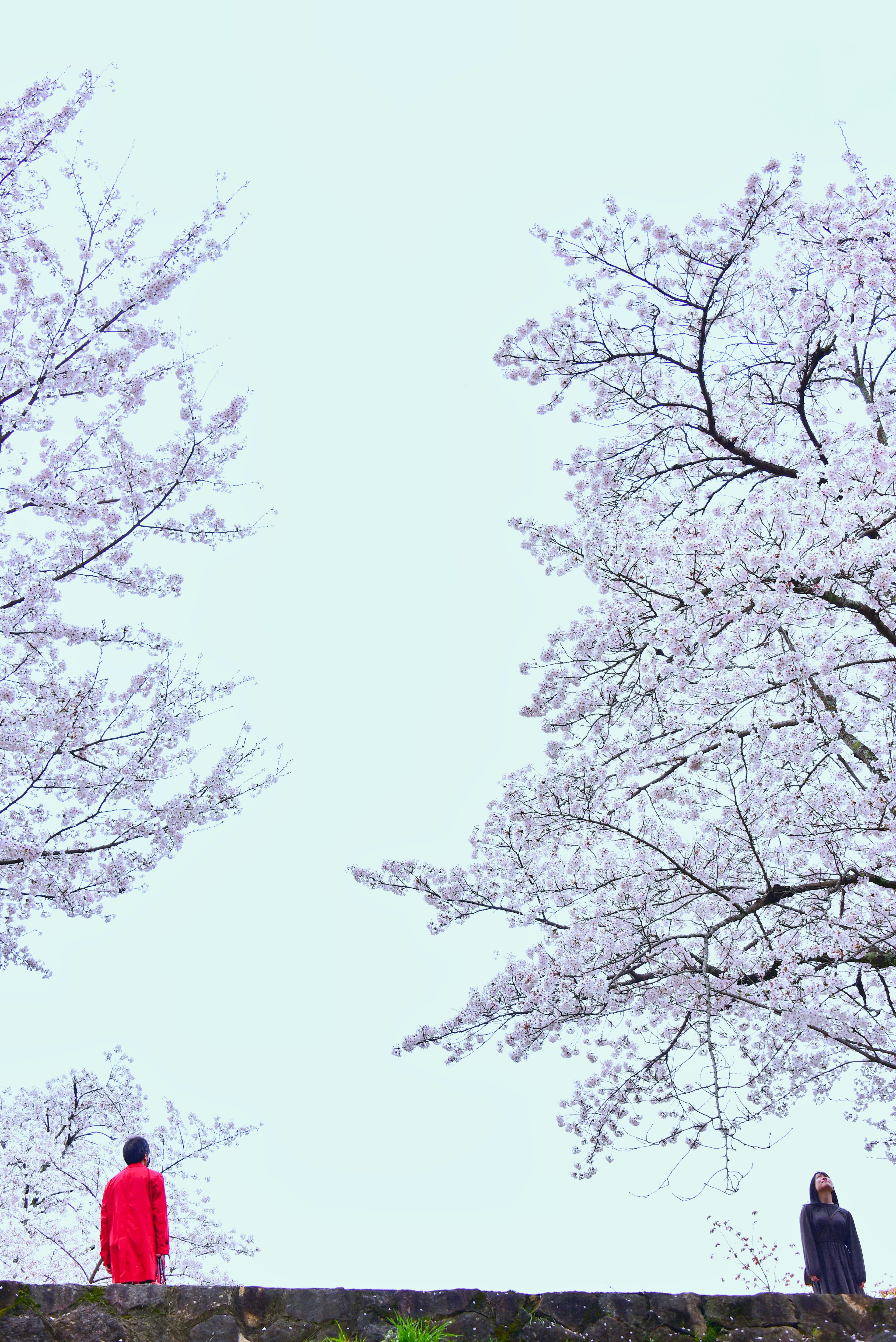 桜の木の下に立つ二人の人物 赤い服と黒い服を着た