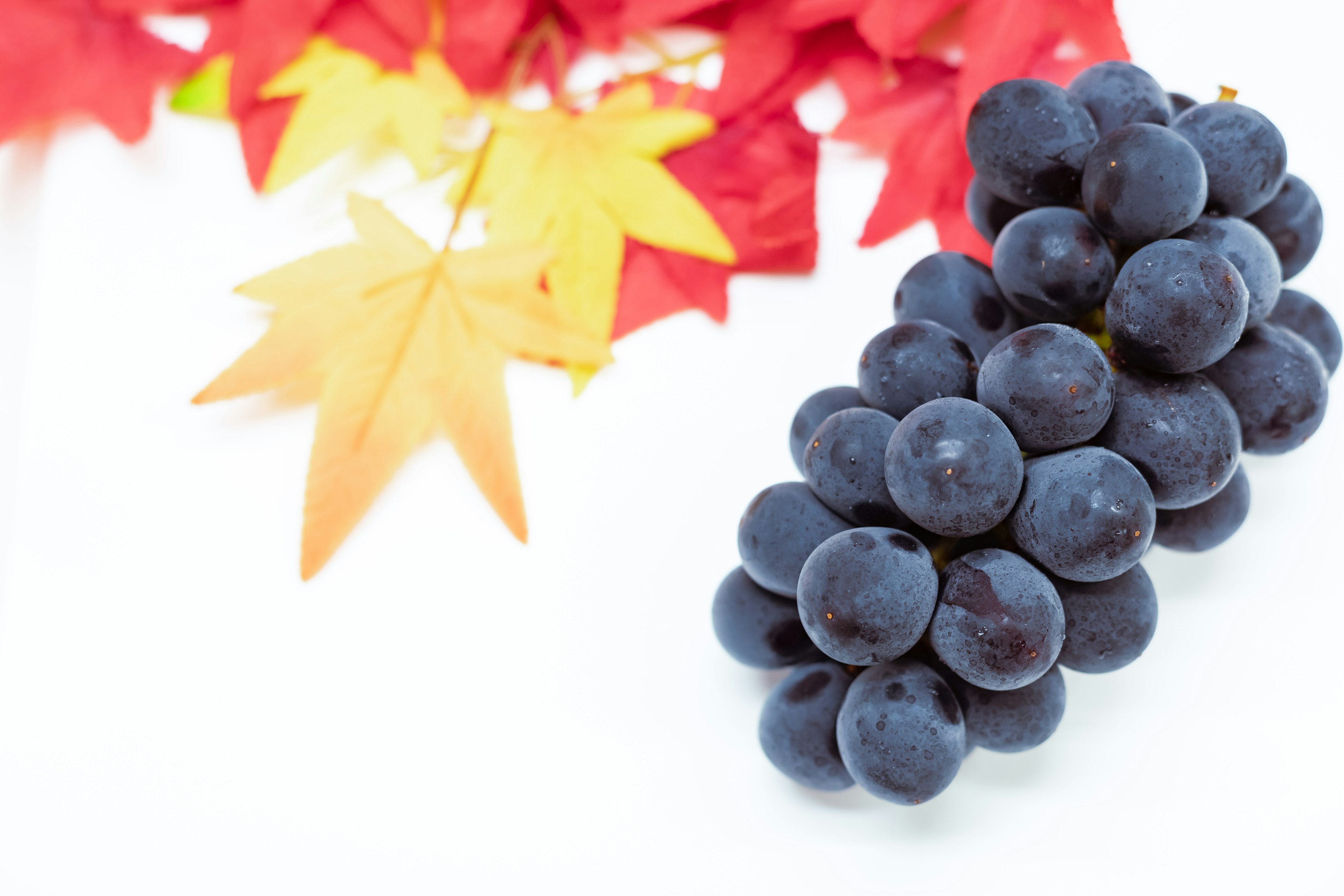 A cluster of dark grapes with vibrant red and yellow autumn leaves in the background