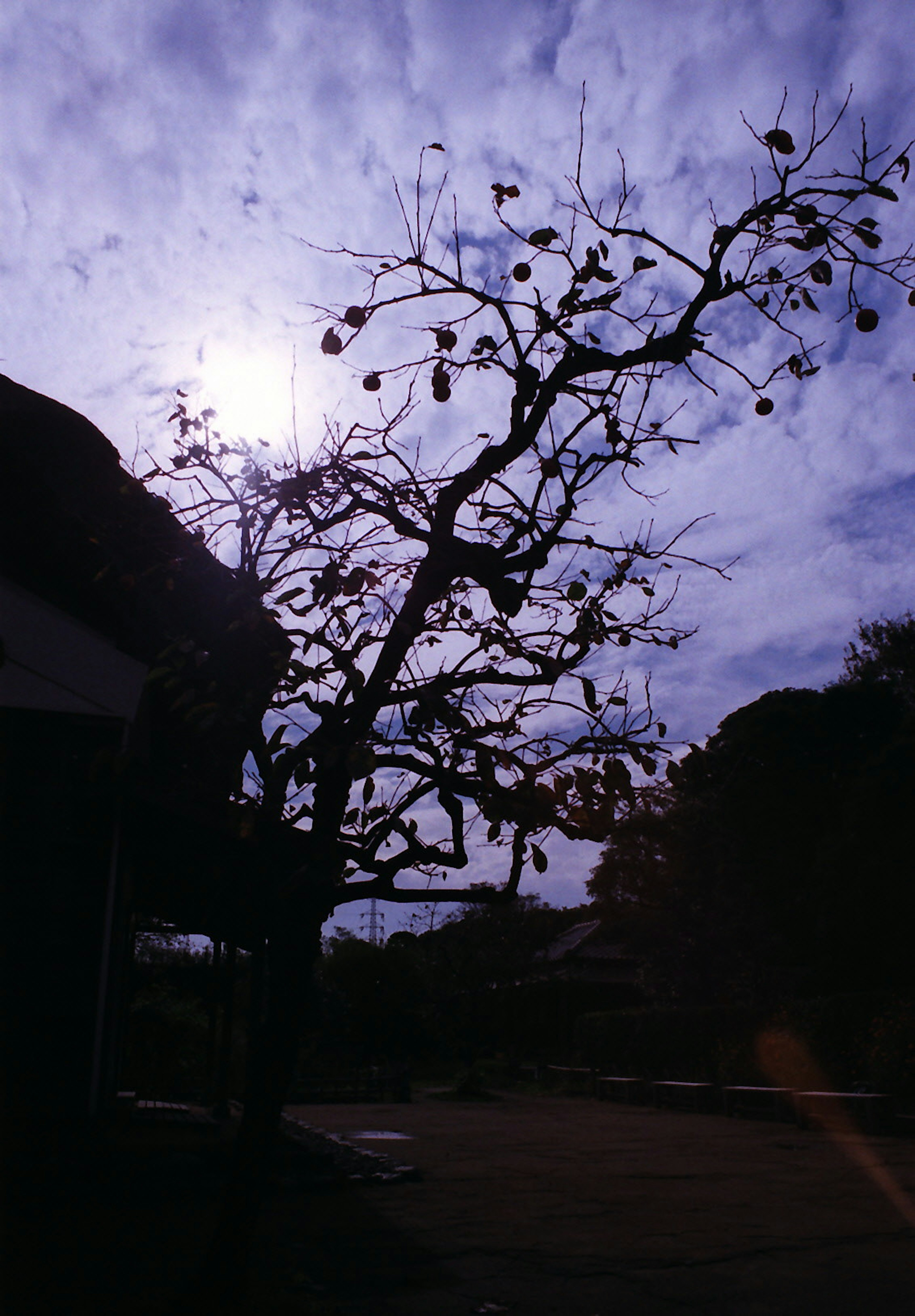 Silhouette of a tree against a cloudy sunset sky