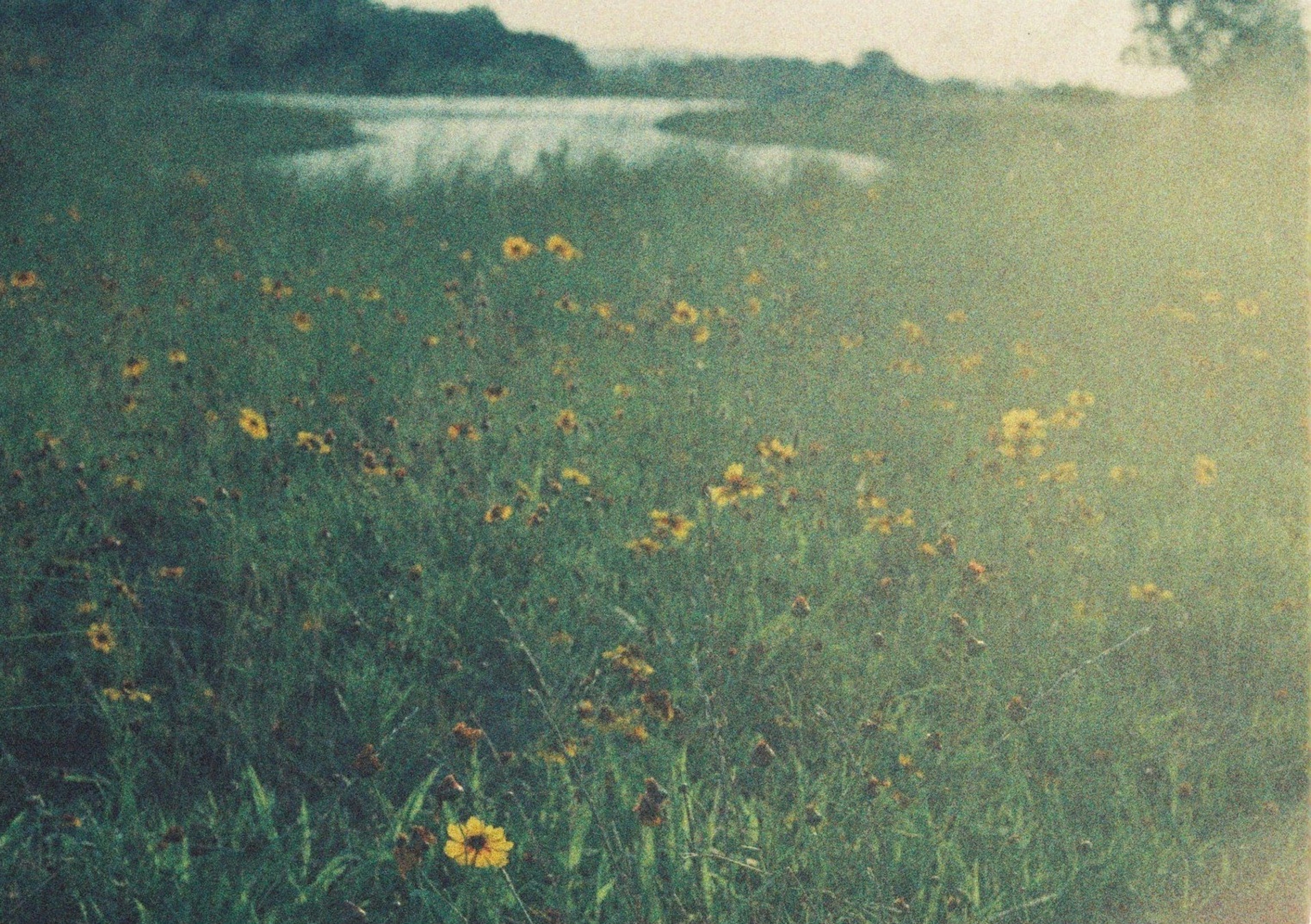 Un campo de flores amarillas junto a un río con un suave desenfoque