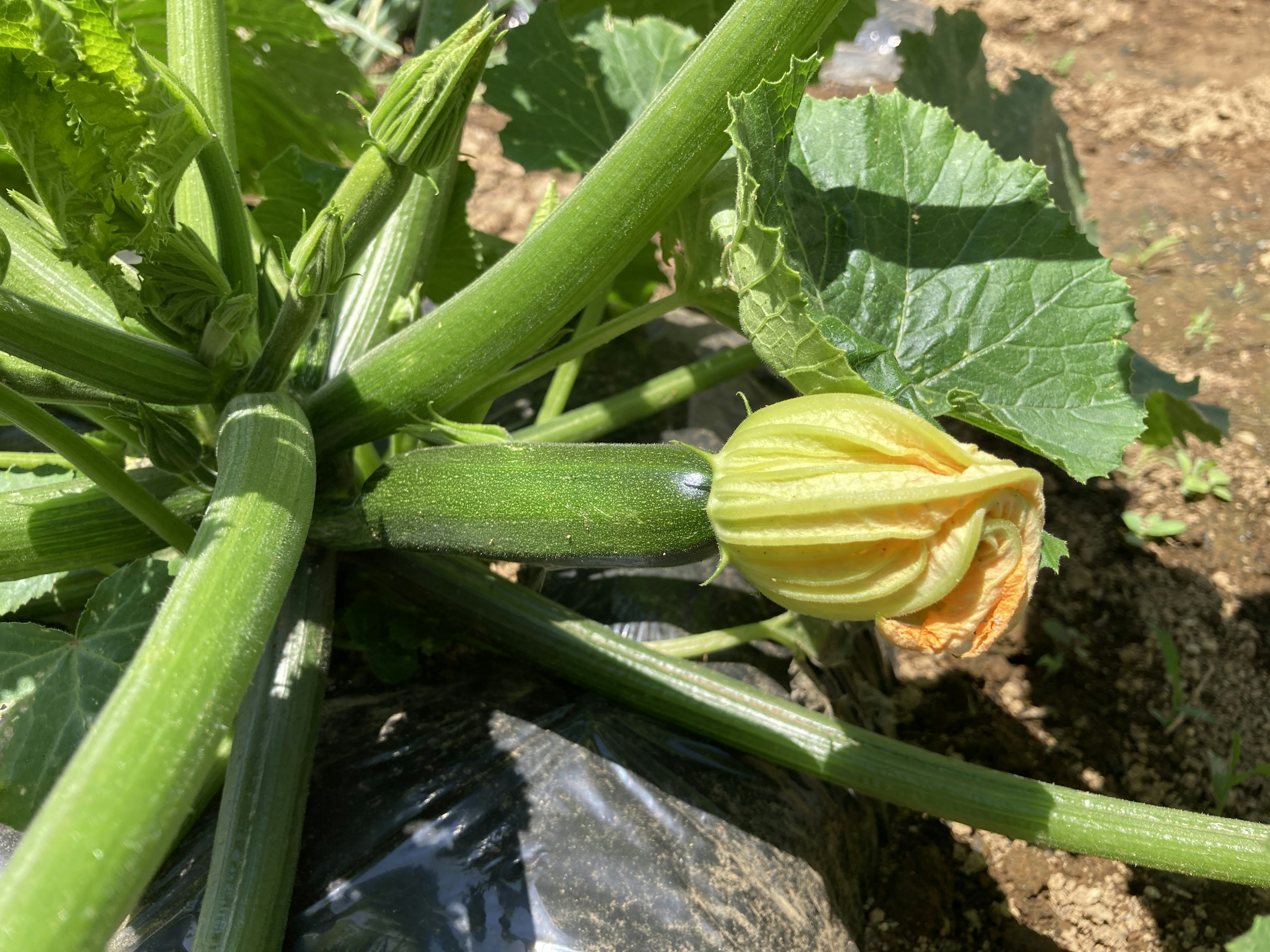 Tanaman zucchini hijau dengan bunga kuning dan zucchini kecil