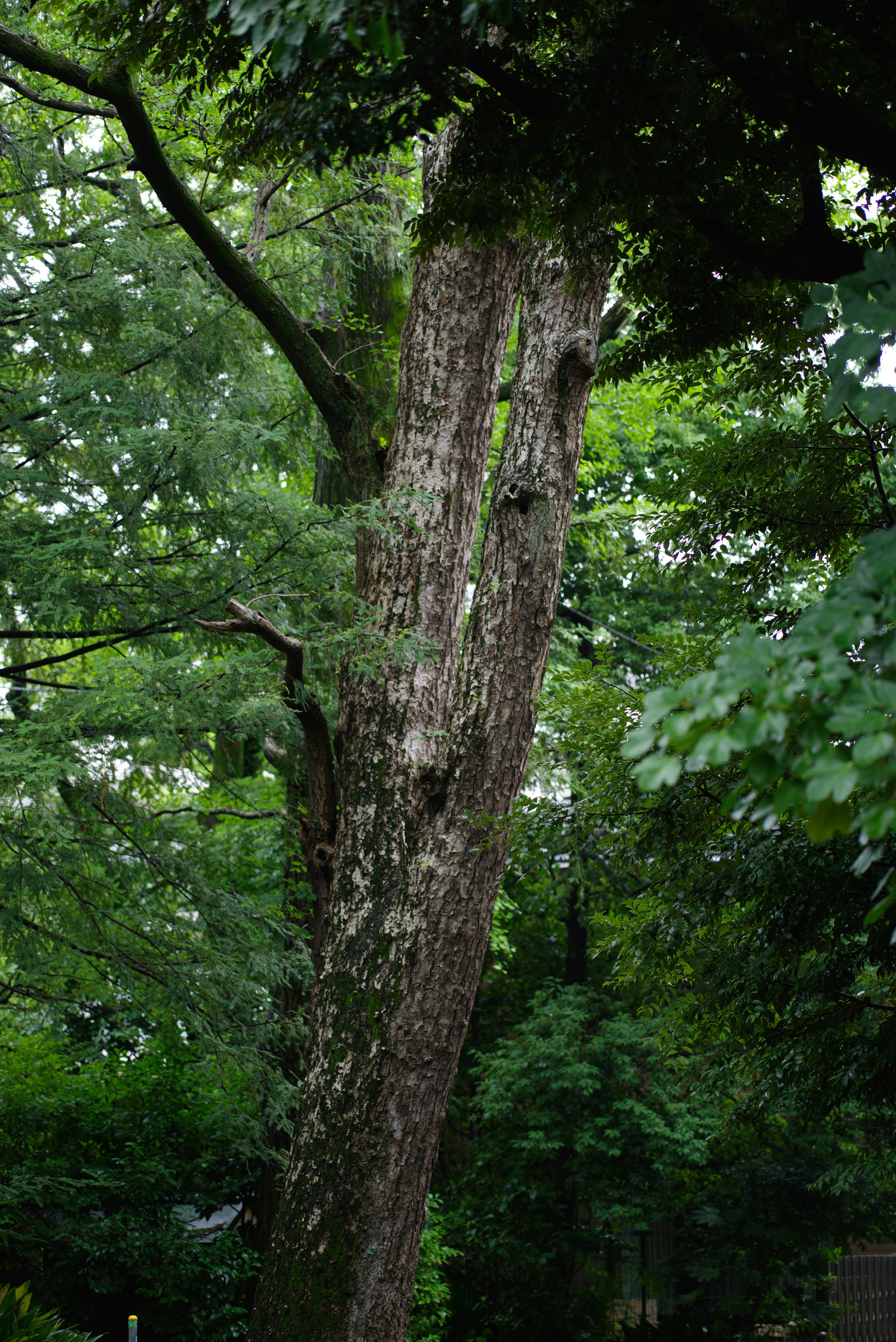 Old tree trunk towering against a lush green background