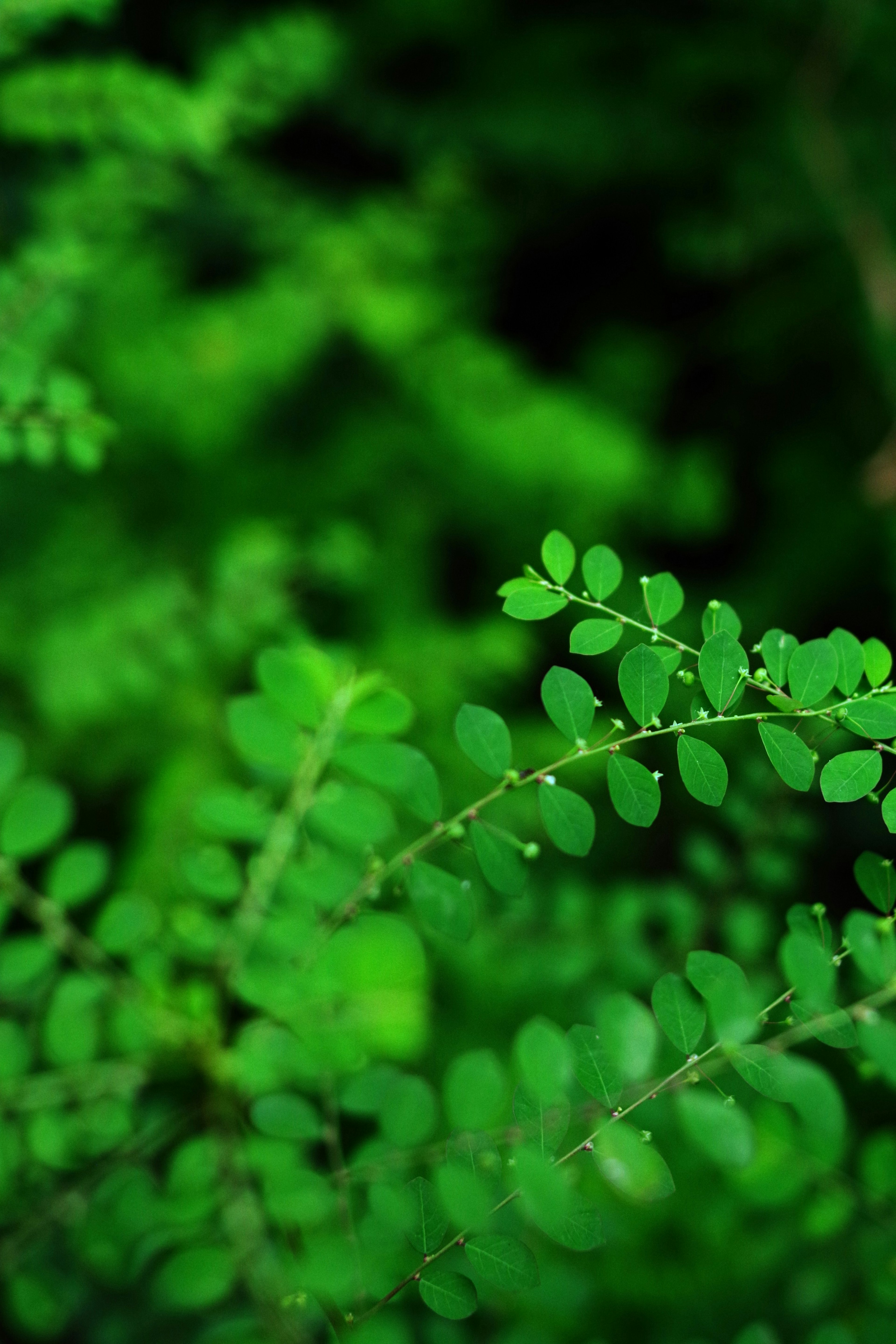 Primer plano de hojas verdes vibrantes de una planta exuberante